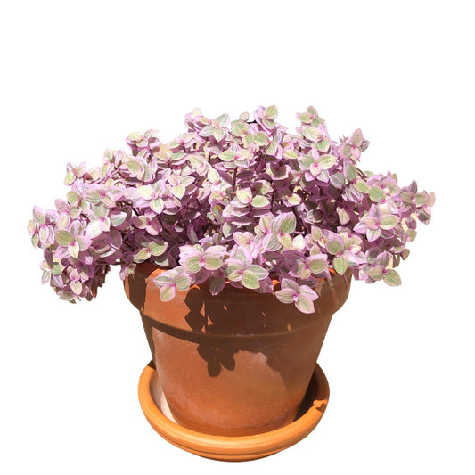 How to care for your Callisia Repens aka Pink lady Plant