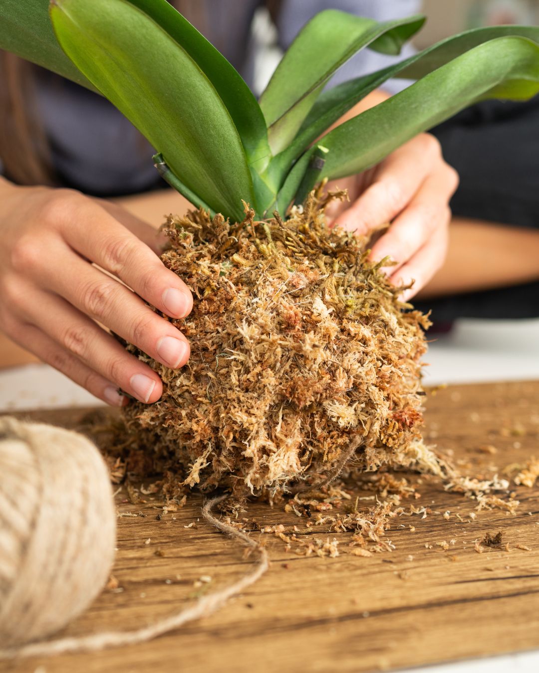 Kokedama Workshop – Create Your Own Moss Ball Magic! 🌱