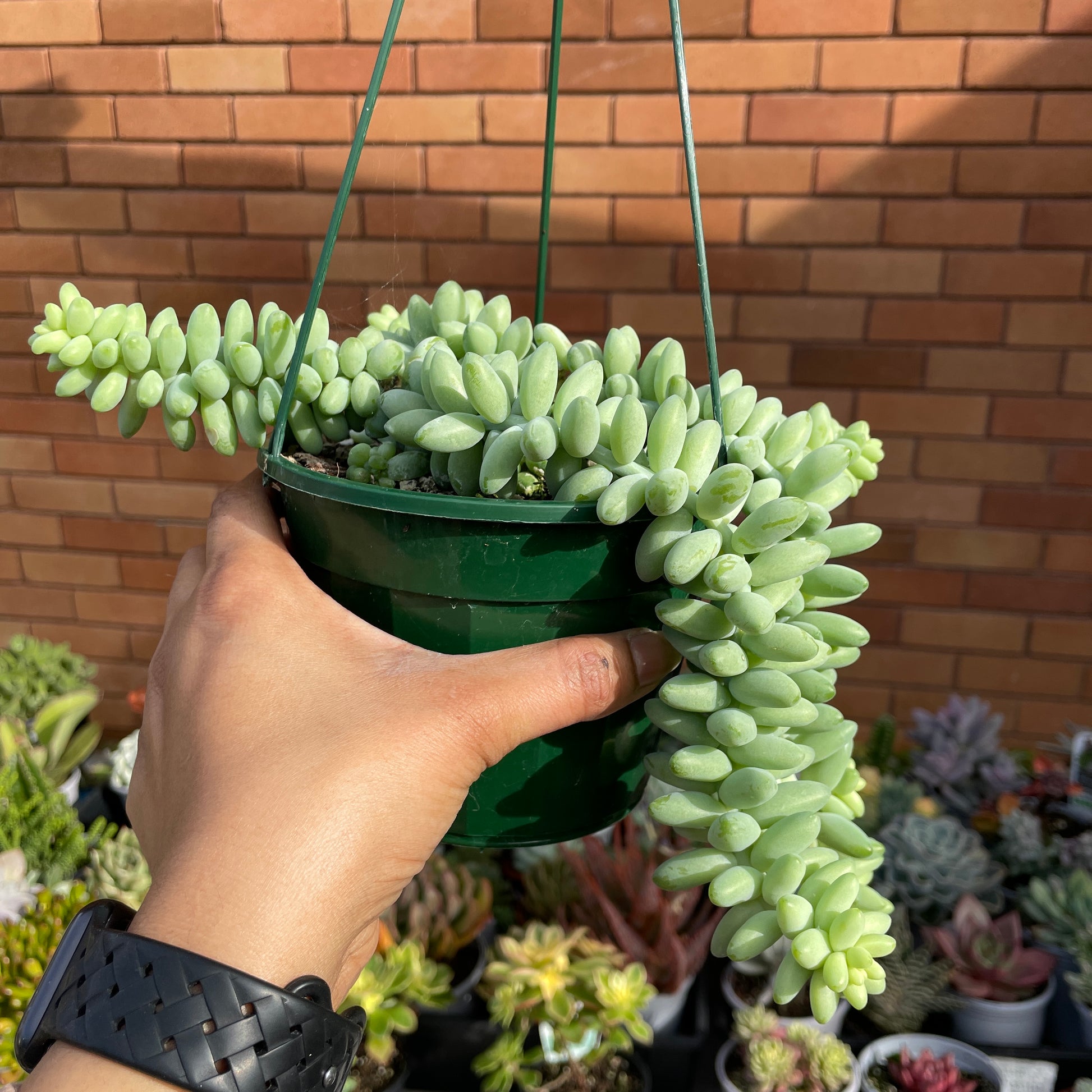 Sedum Burrito Donkey’s Tail Hanging Basket - Wera Plants