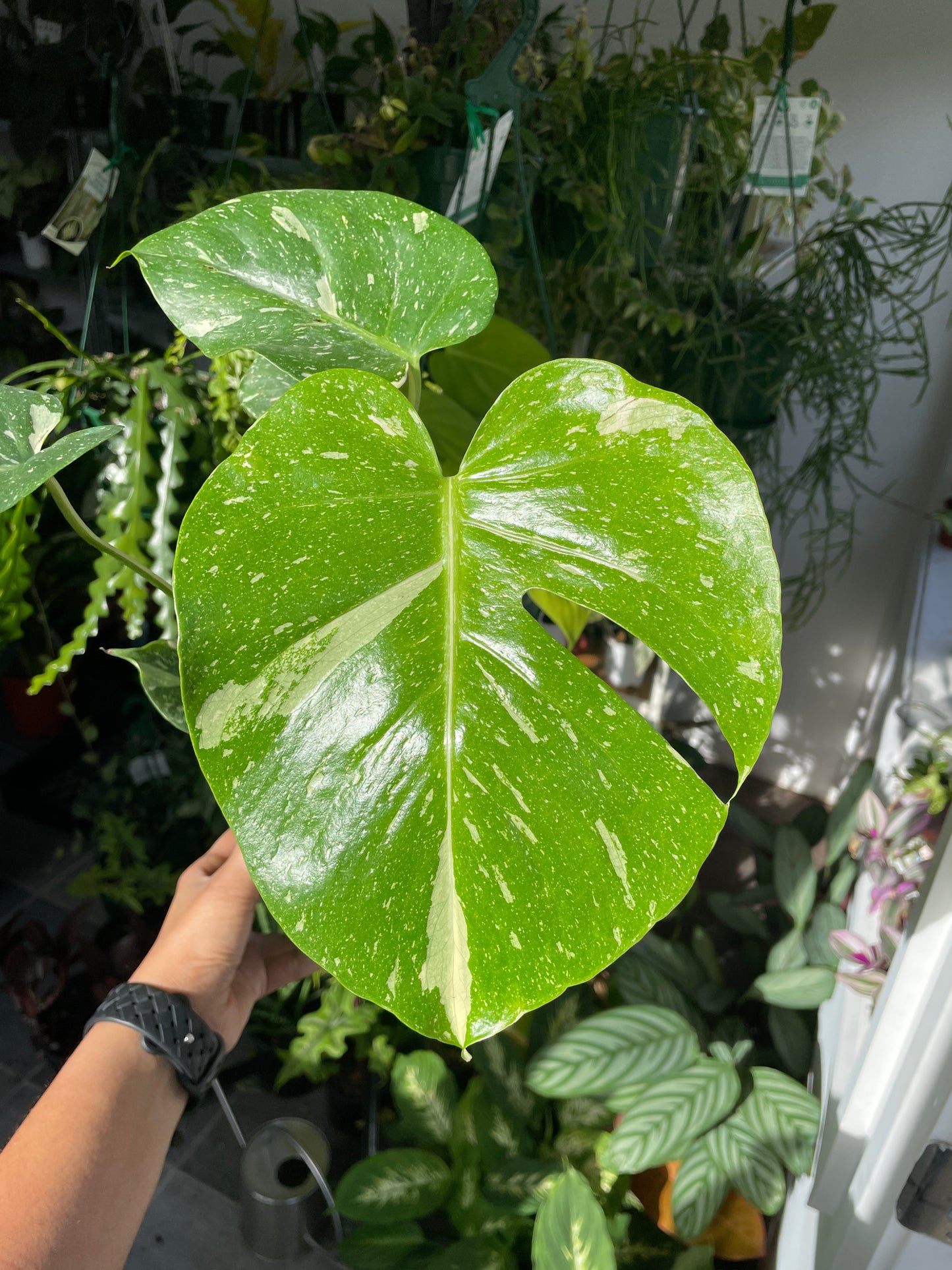 monstera-thai-constellation-1