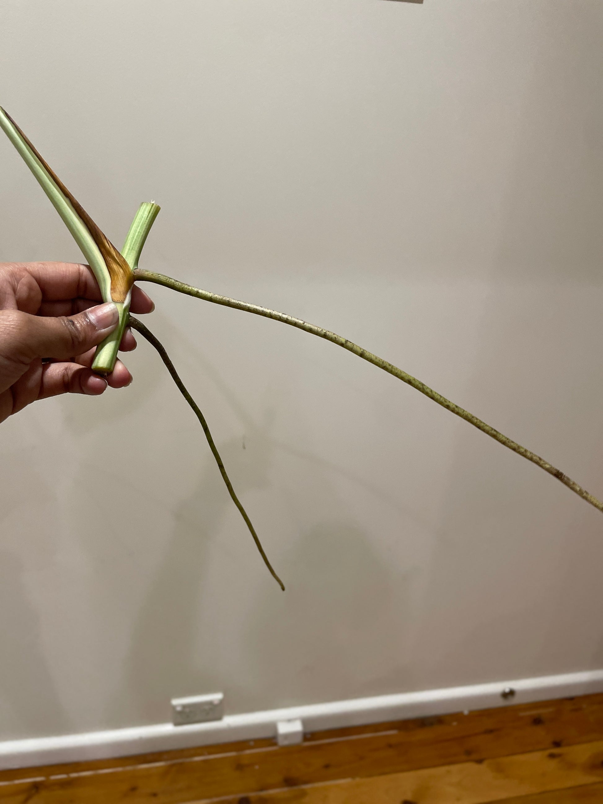 monstera-albo-non-tissue-cultured-cutting-b