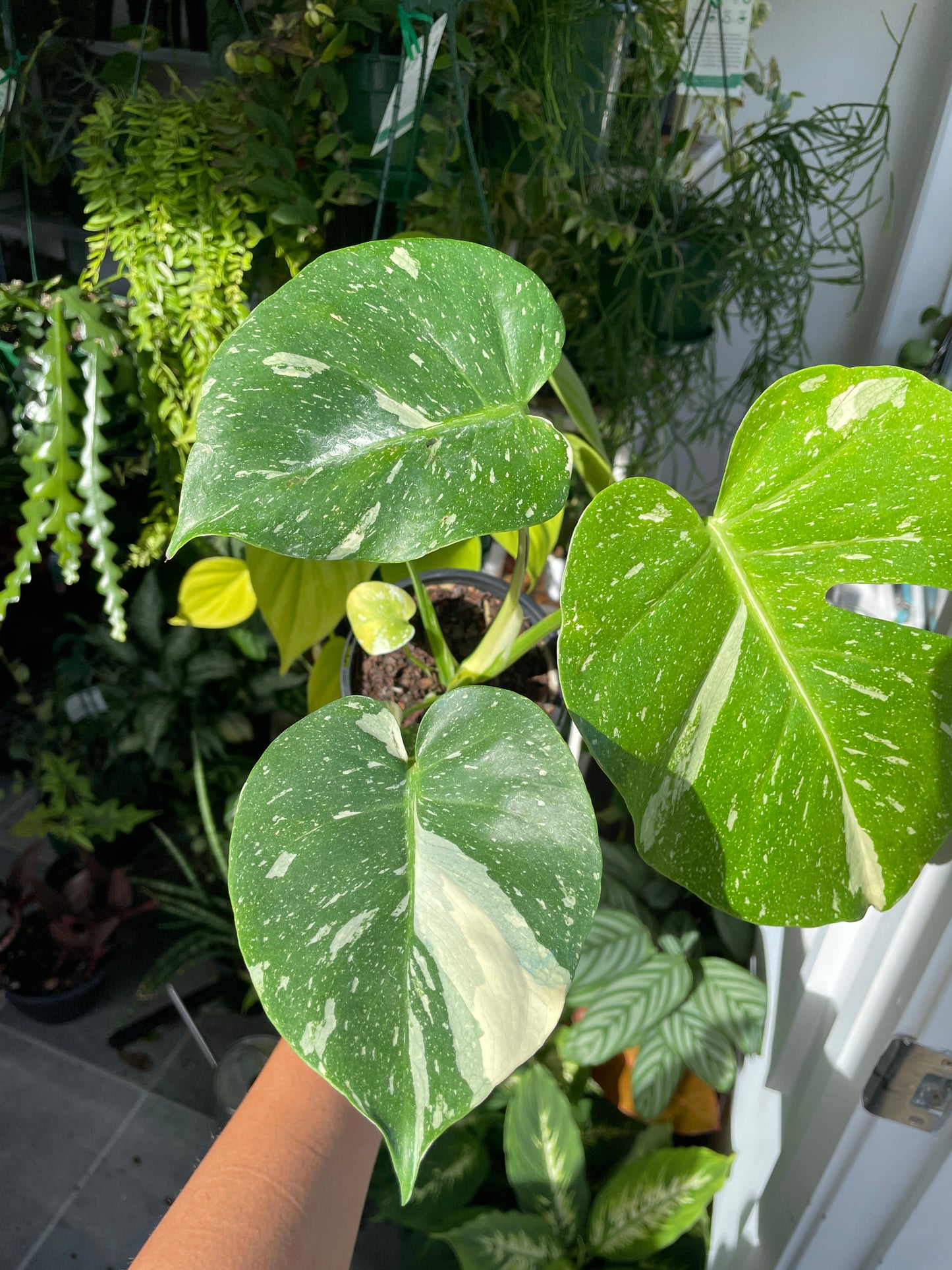 monstera-thai-constellation-1