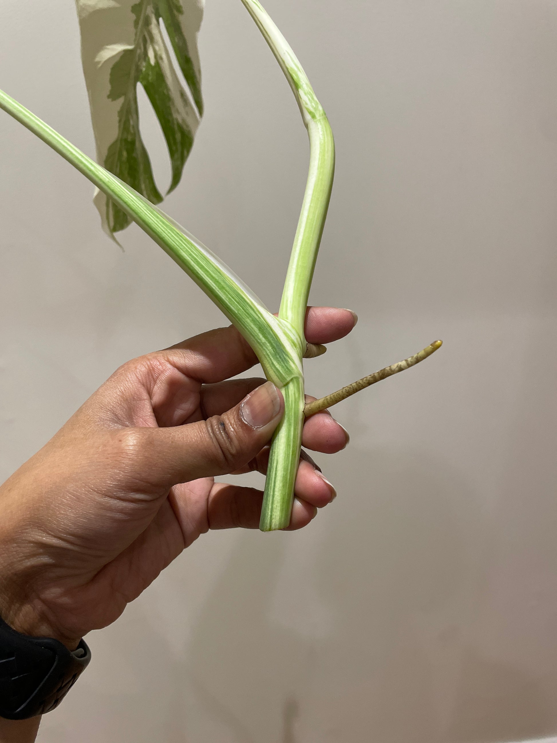 monstera-albo-non-tissue-cultured-cutting-a