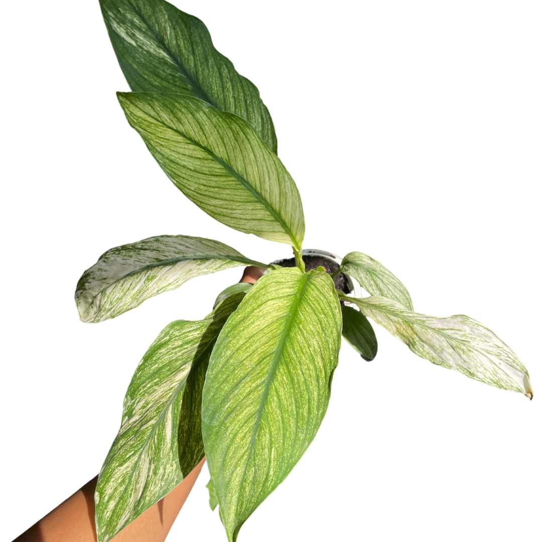 sinningia-bullata