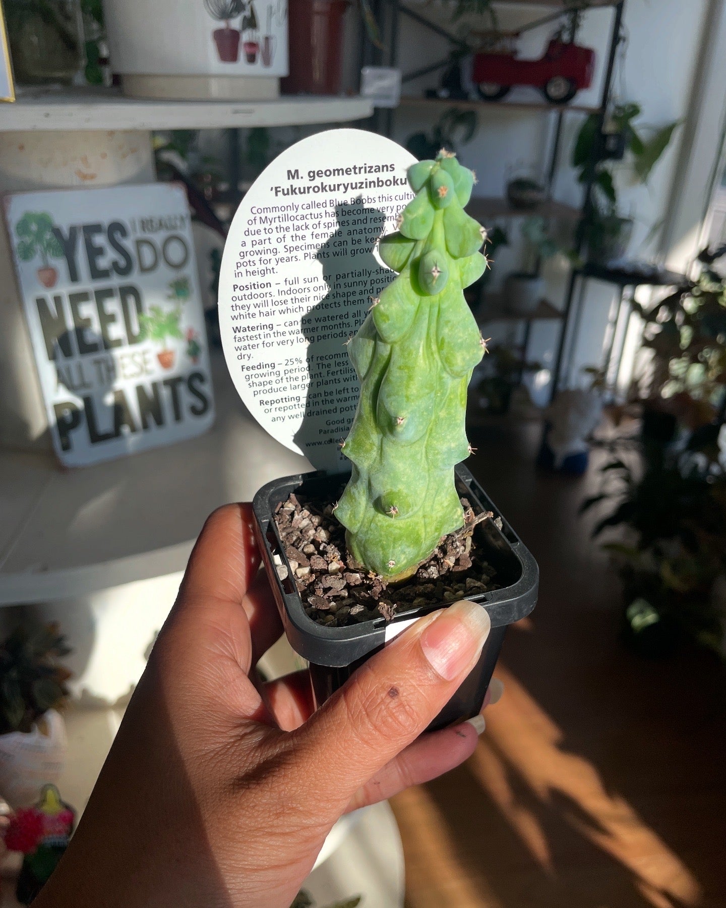 booby plant pot Myrtillocactus geometrizans 'Fukurokuryuzinboku' Booby Cactus – Wera Plants