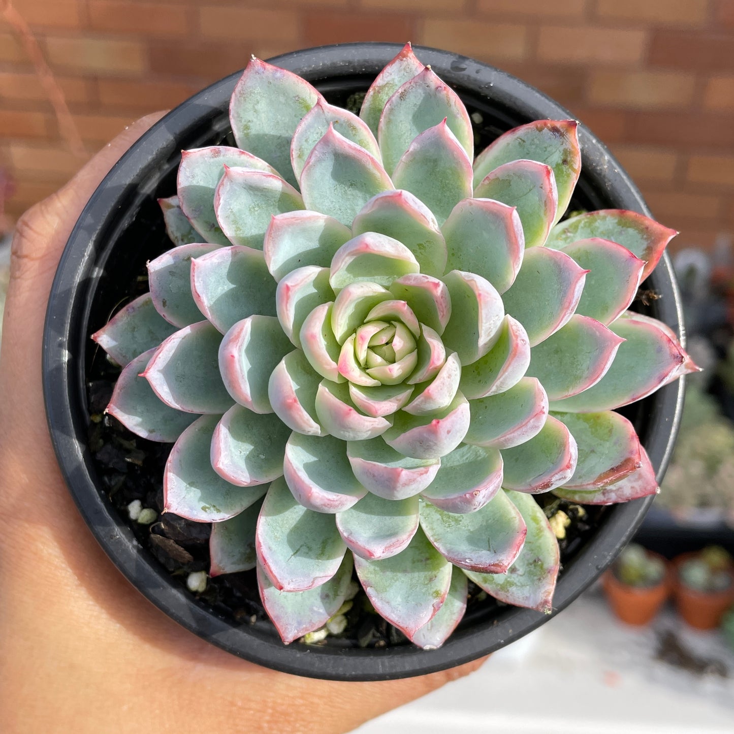 echeveria-violet-queen