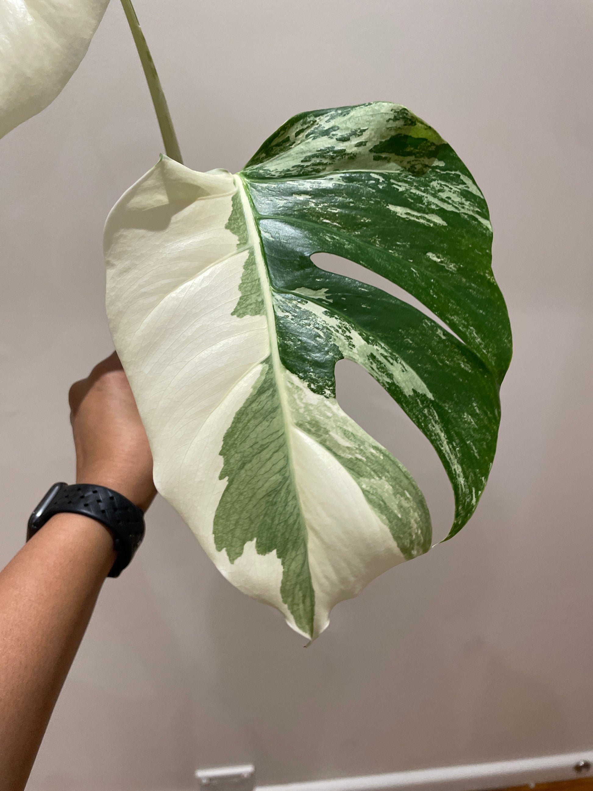 monstera-albo-non-tissue-cultured-cutting-a