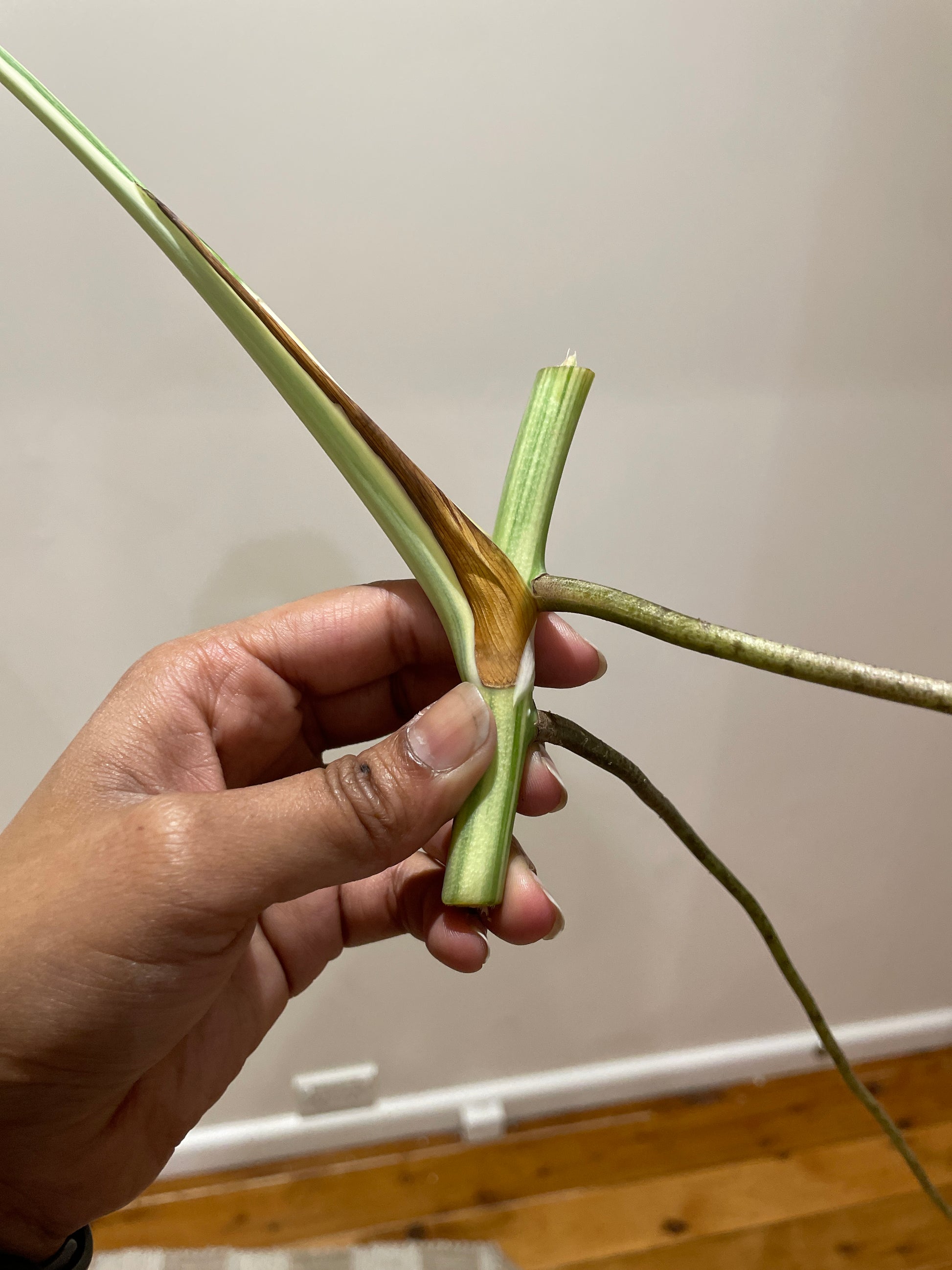 monstera-albo-non-tissue-cultured-cutting-b