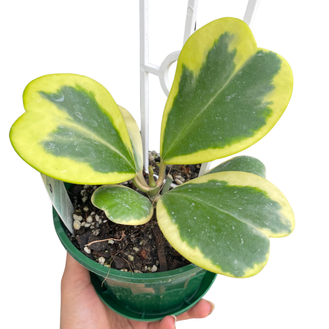 hoya-kerri-variegated