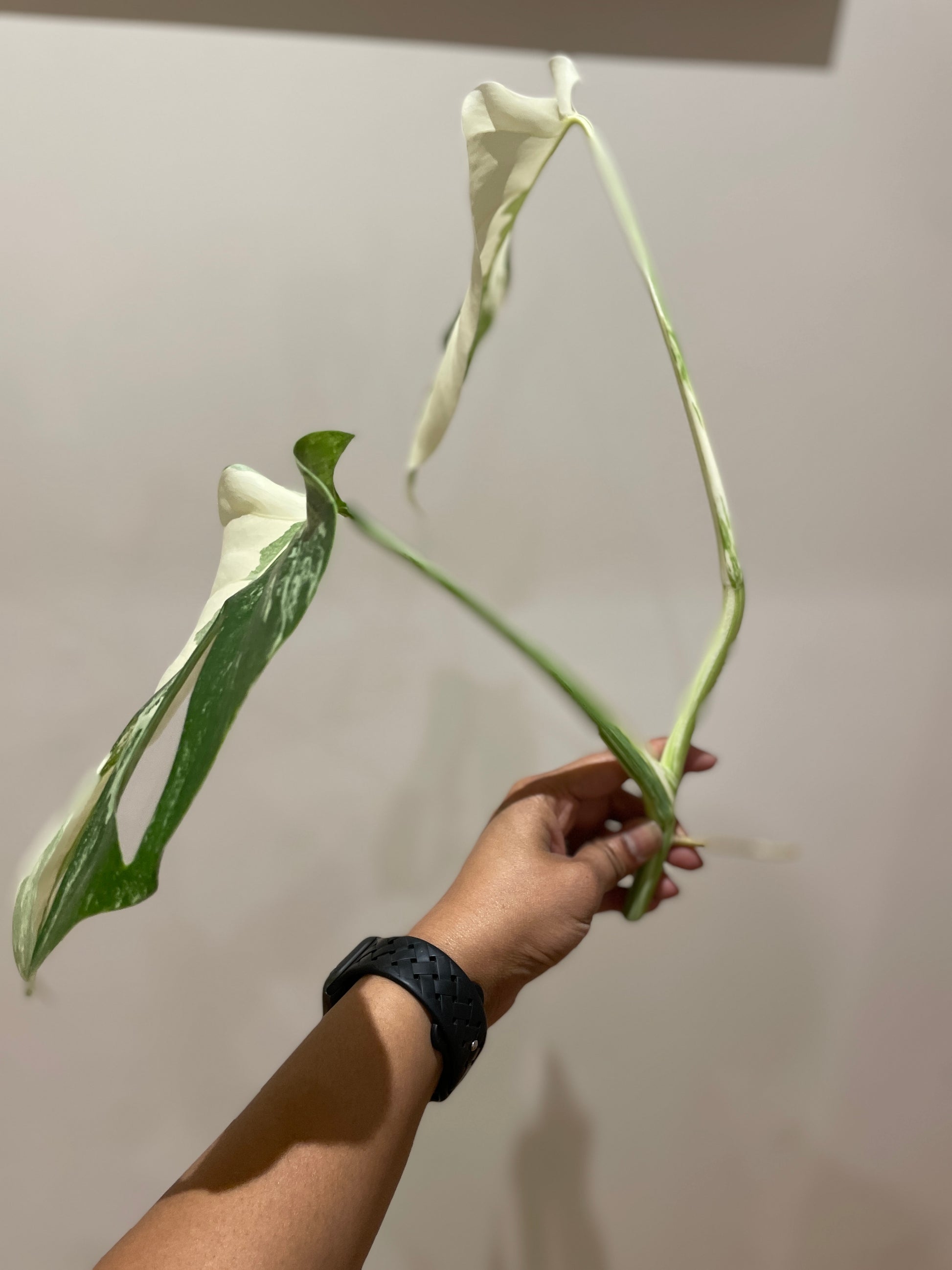 monstera-albo-non-tissue-cultured-cutting-a