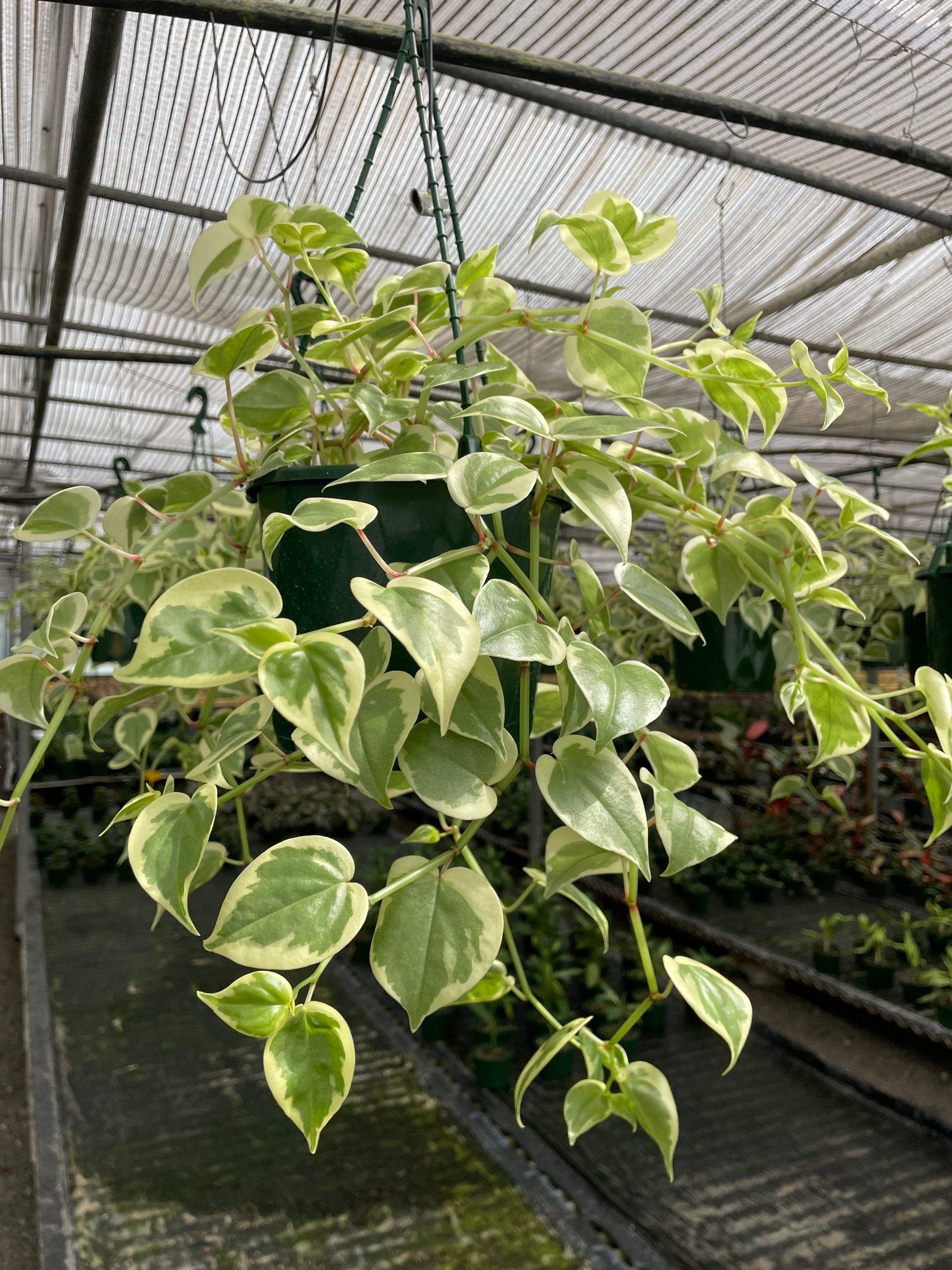 Peperomia Scandens Variegata - Wera Plants