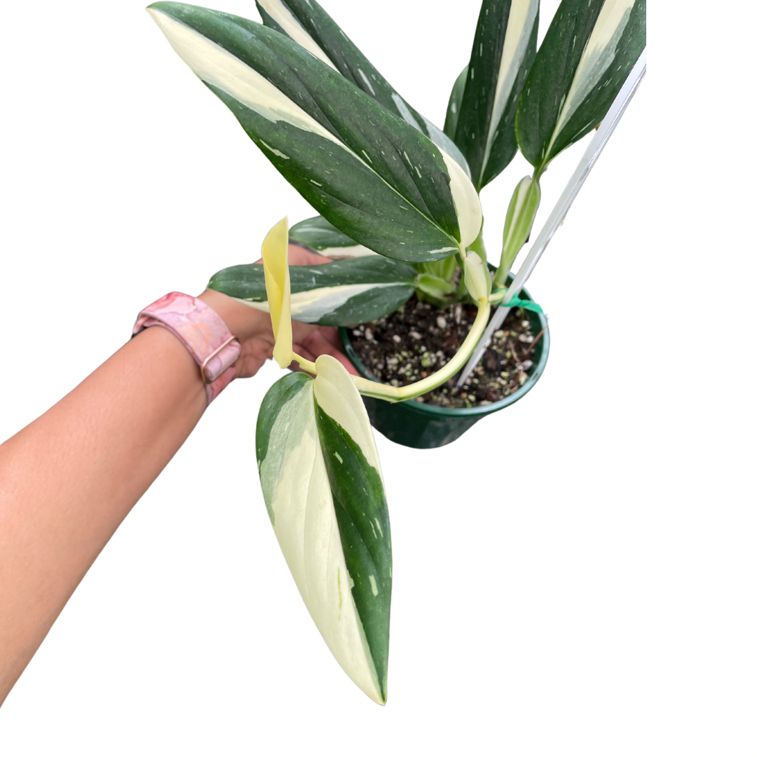 Monstera Standleyana - Wera Plants