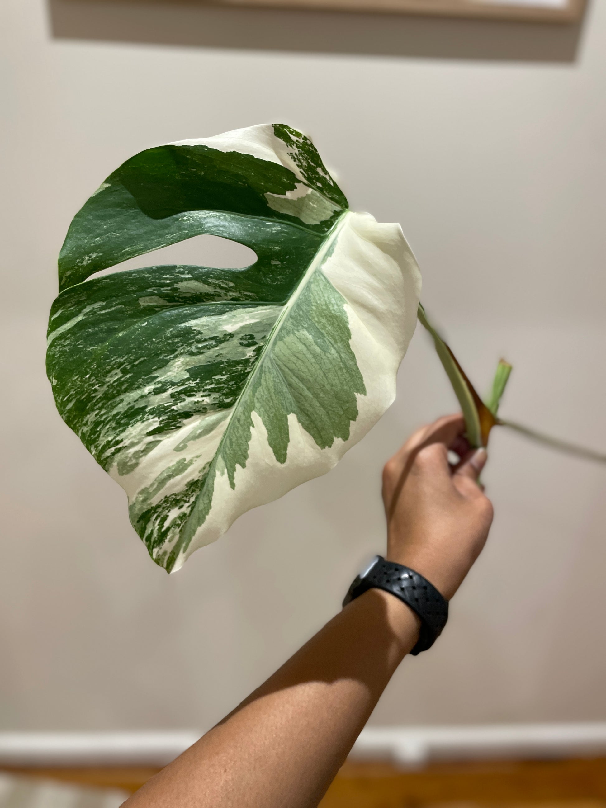 monstera-albo-non-tissue-cultured-cutting-b