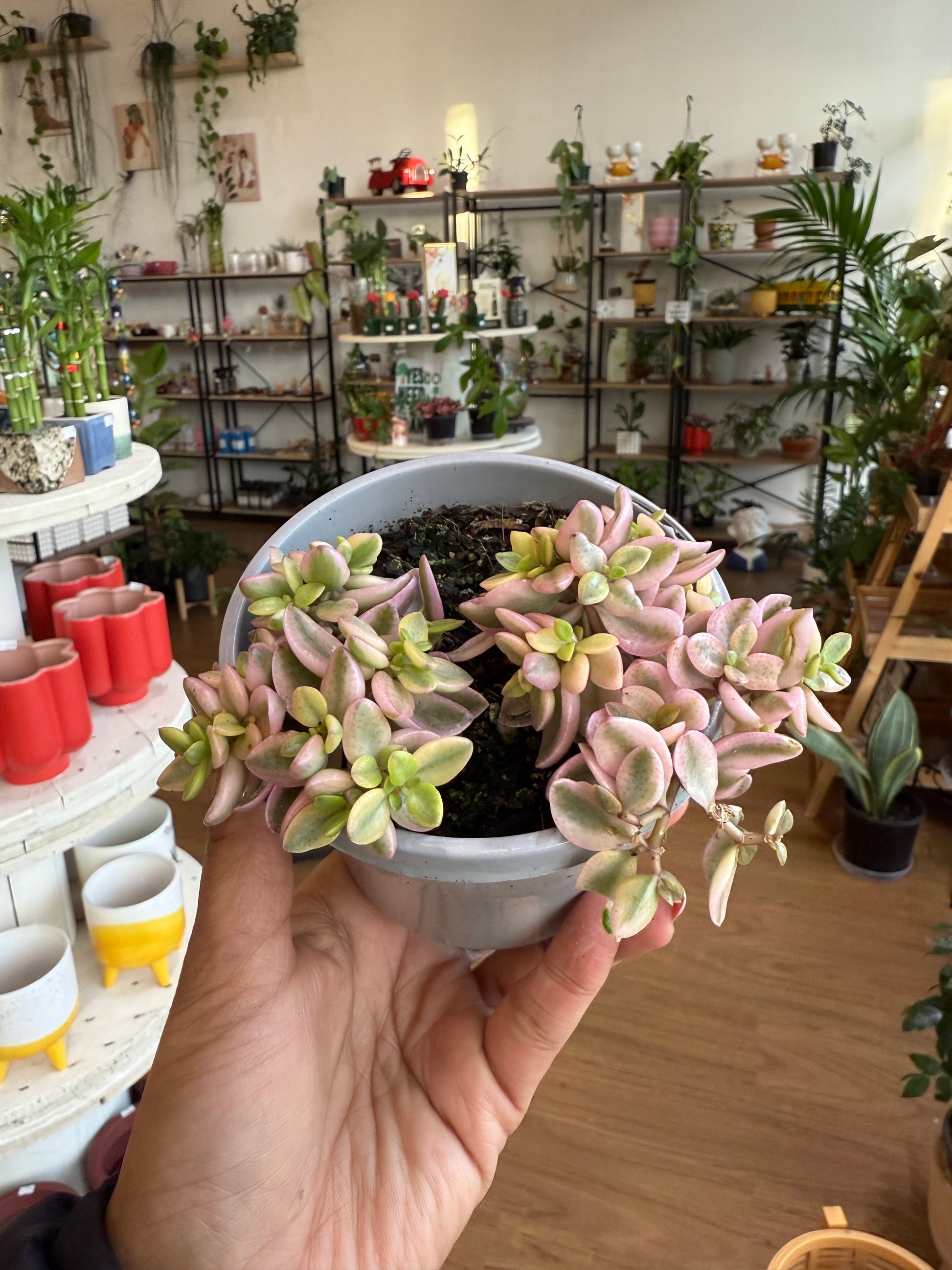 Crassula Volkensii Variegated