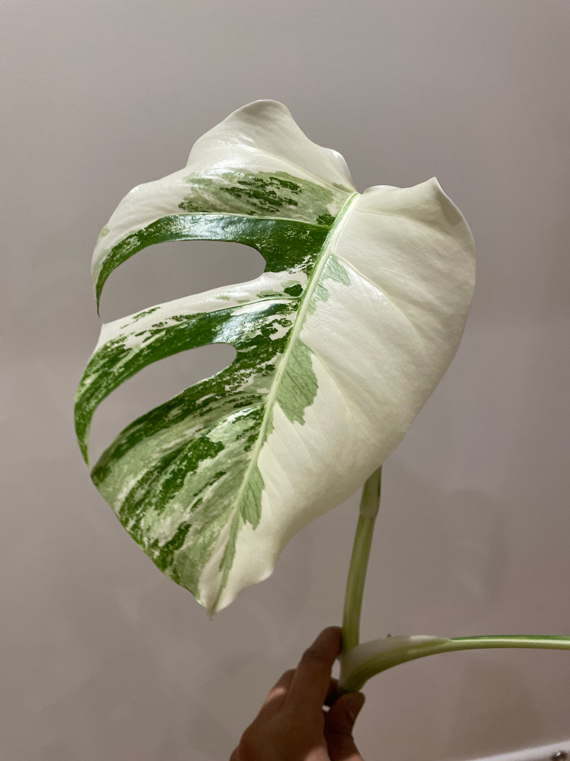 monstera-albo-non-tissue-cultured-cutting-a