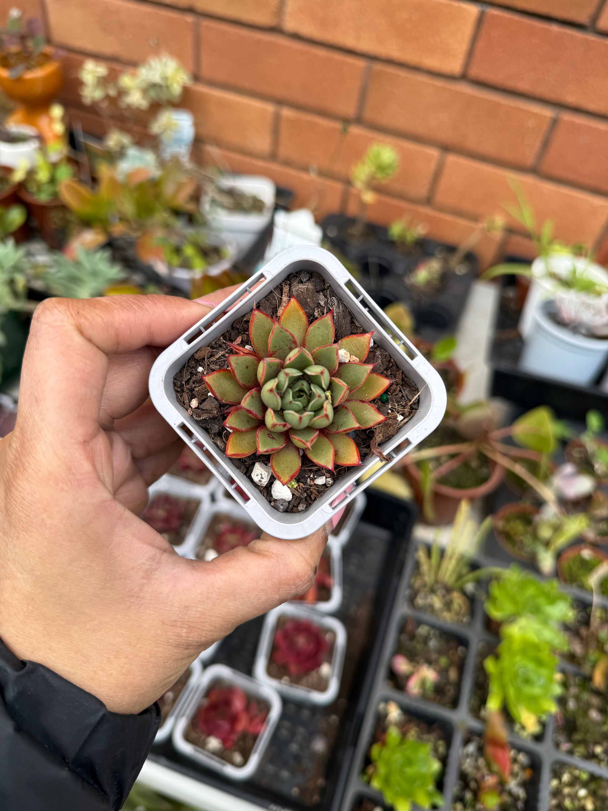 Echeveria ‘Cat’s Eye’