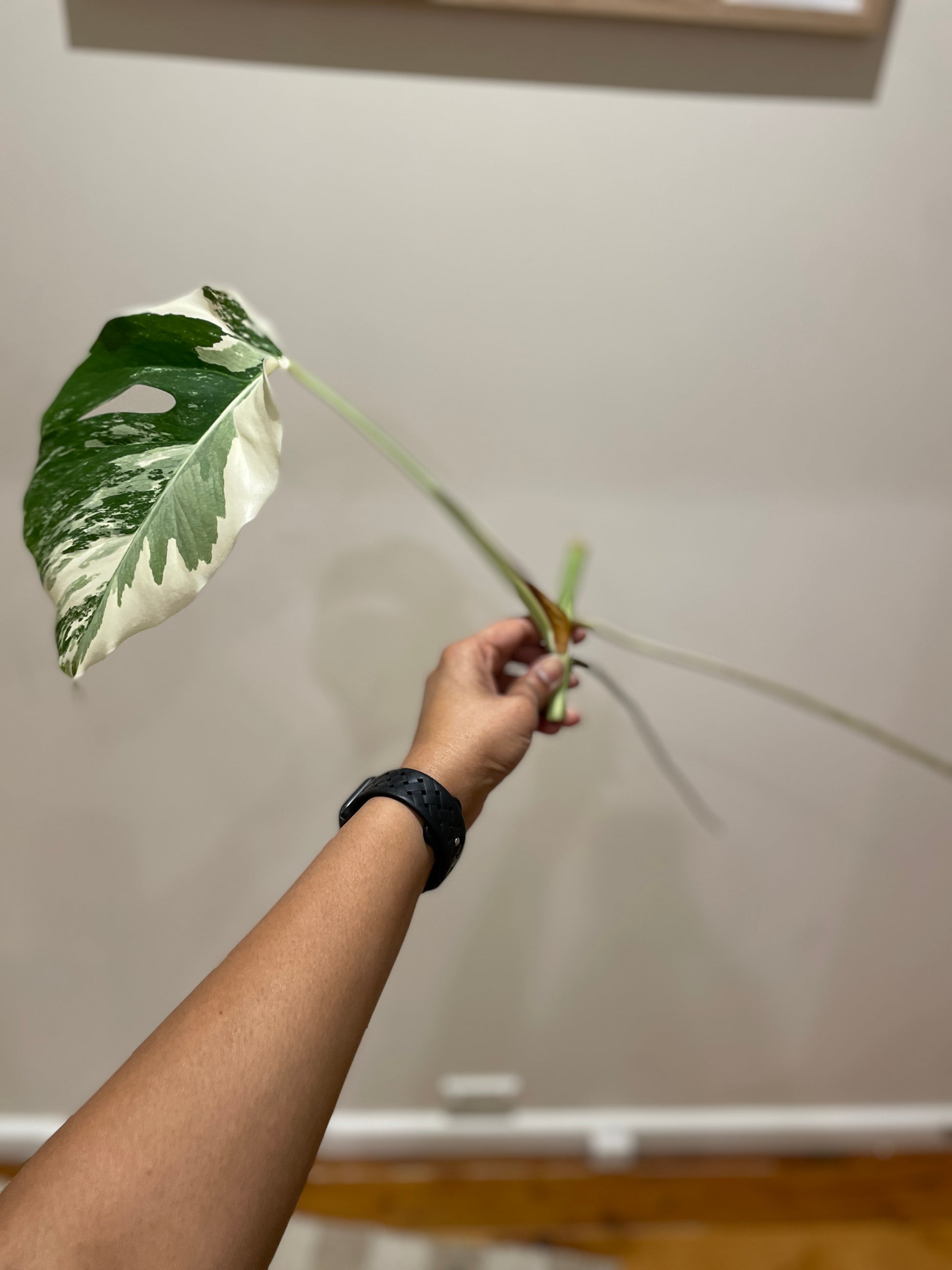 monstera-albo-non-tissue-cultured-cutting-b