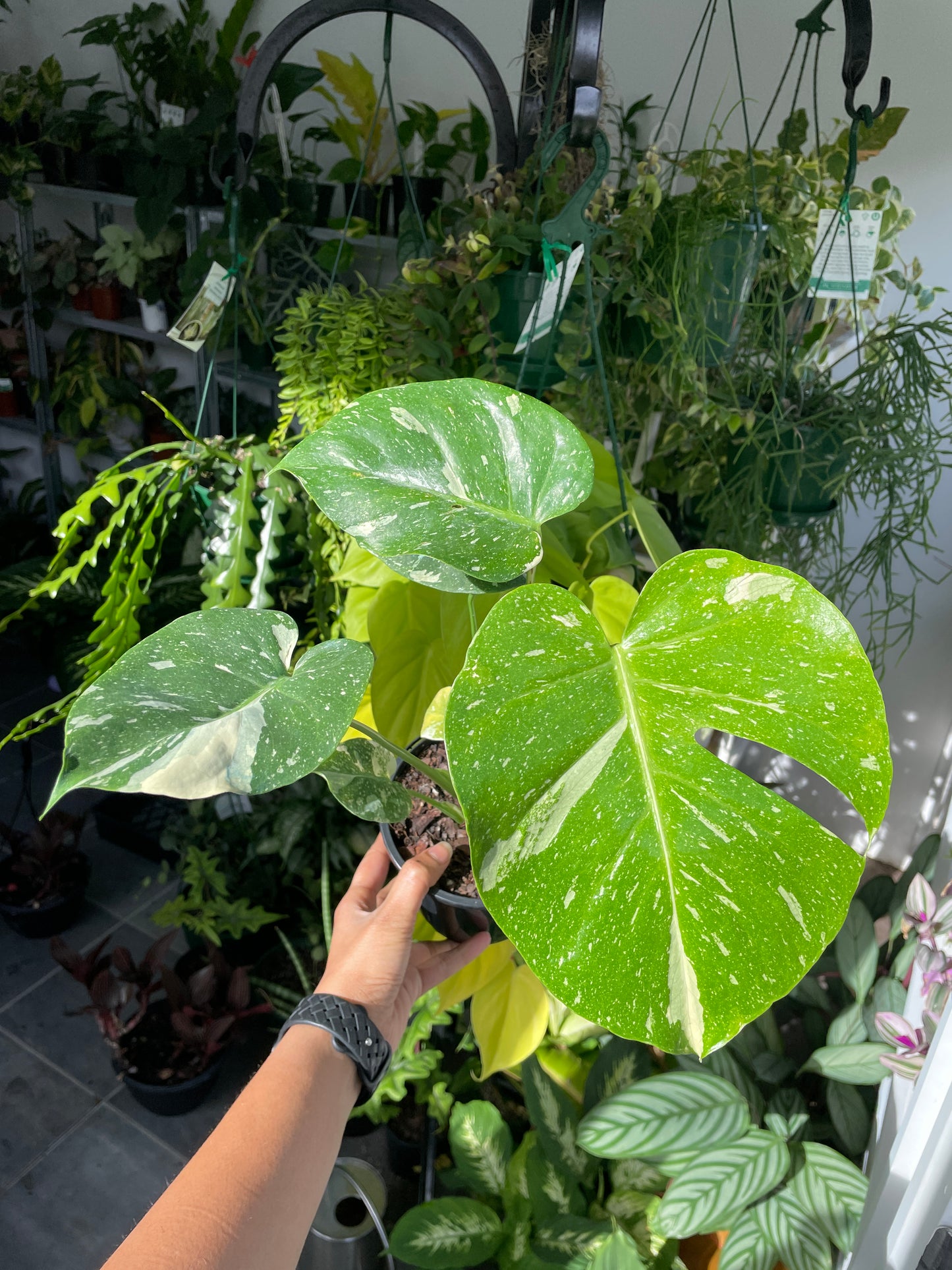 monstera-thai-constellation-1