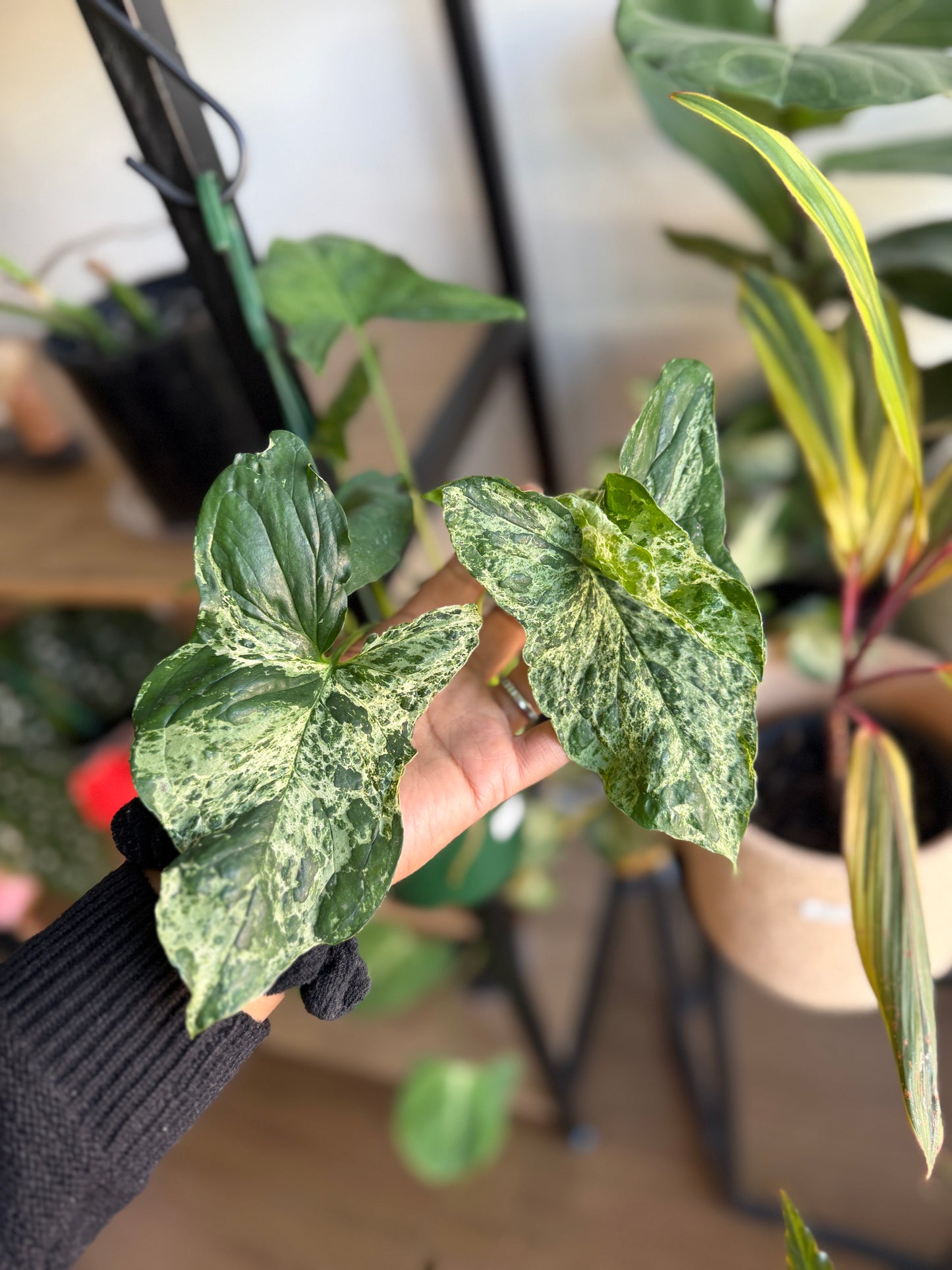 Syngonium Mojito