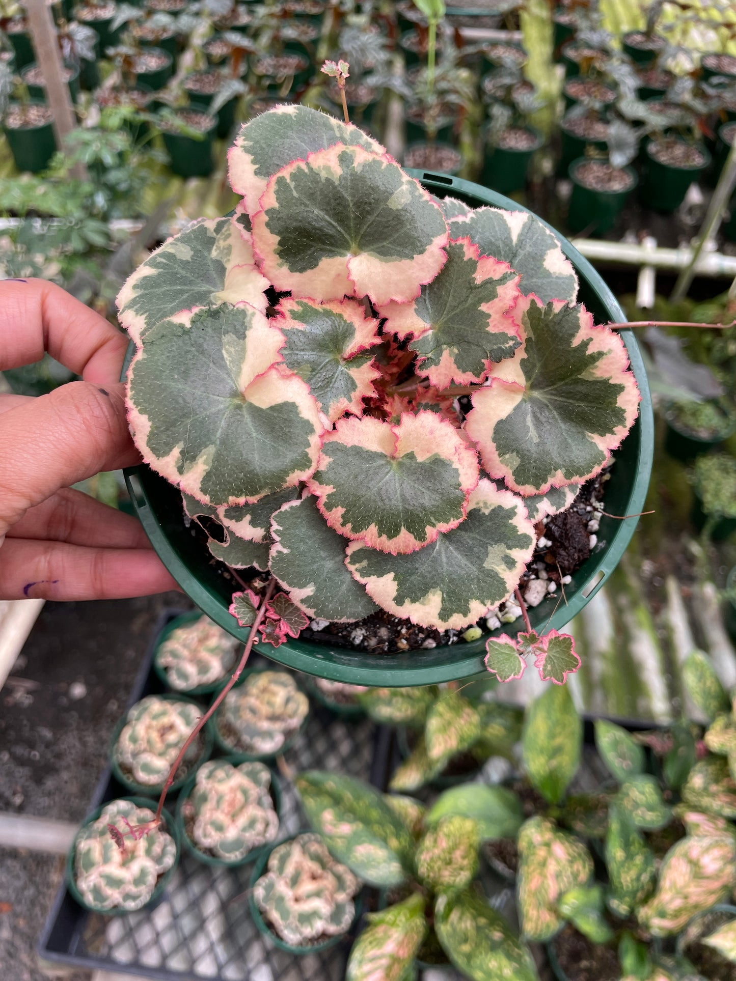 Saxifraga Stolonifera Tricolour (Strawberry Begonia) - Wera Plants