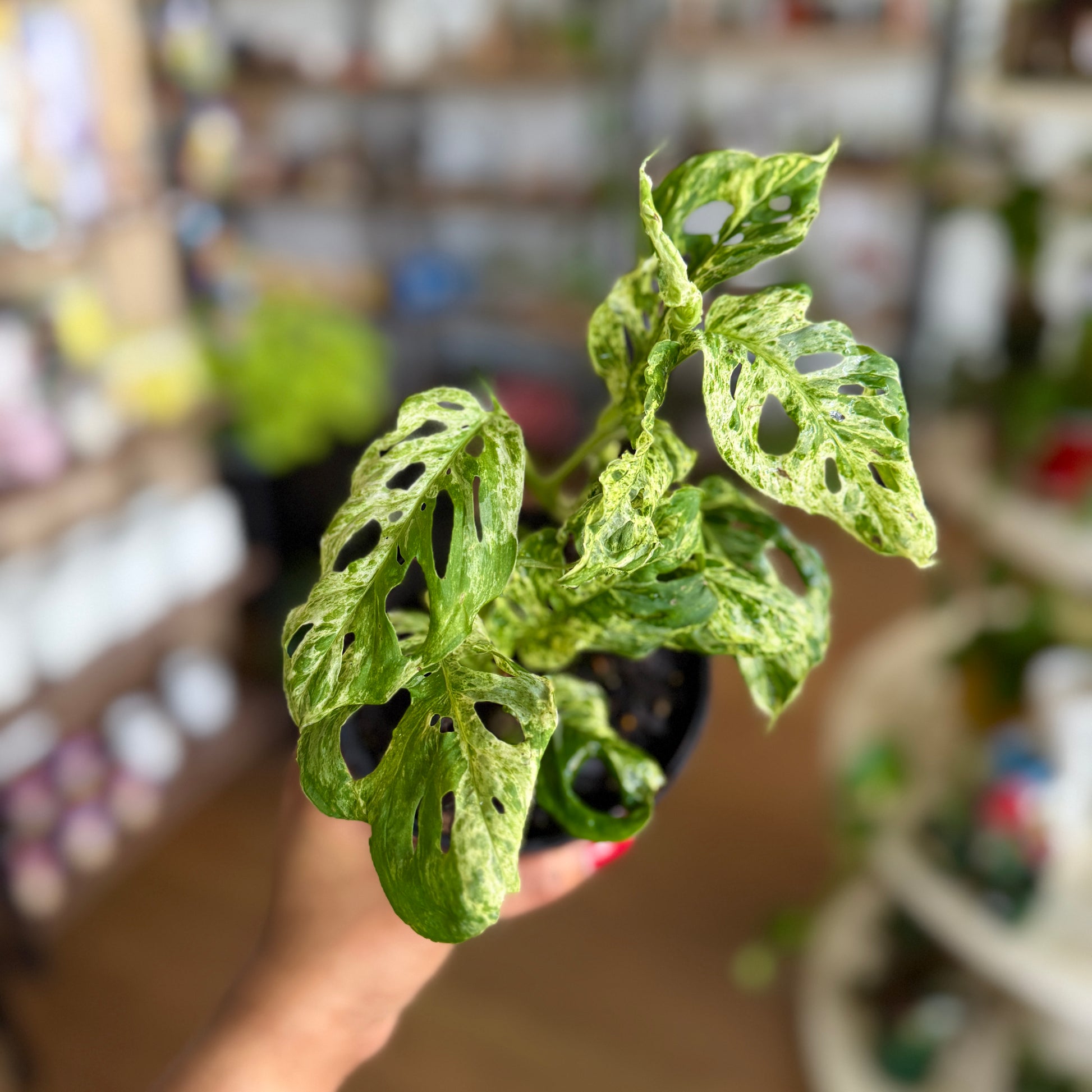 Monstera Molted Mint (Variegated Monstera)