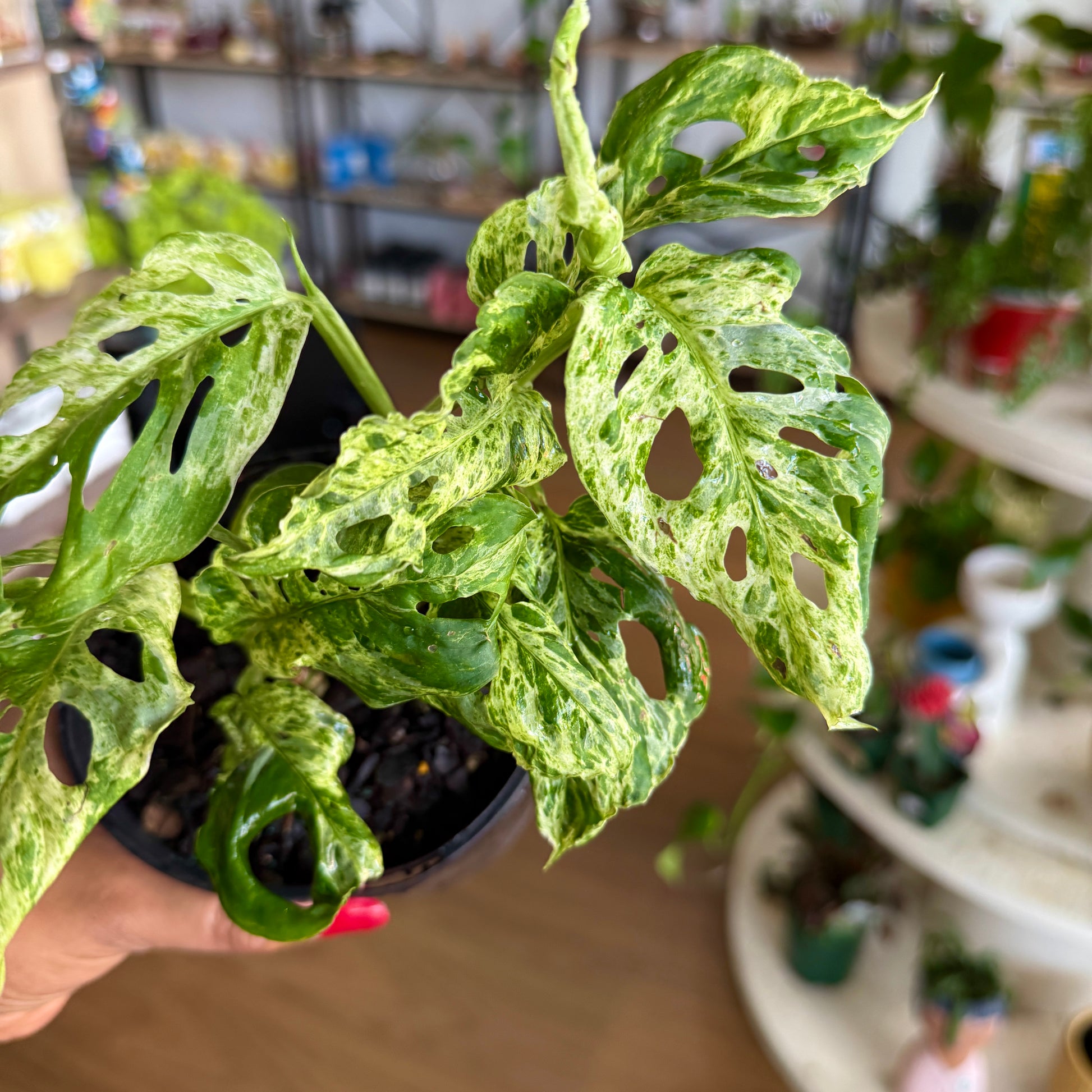 Monstera Molted Mint (Variegated Monstera)