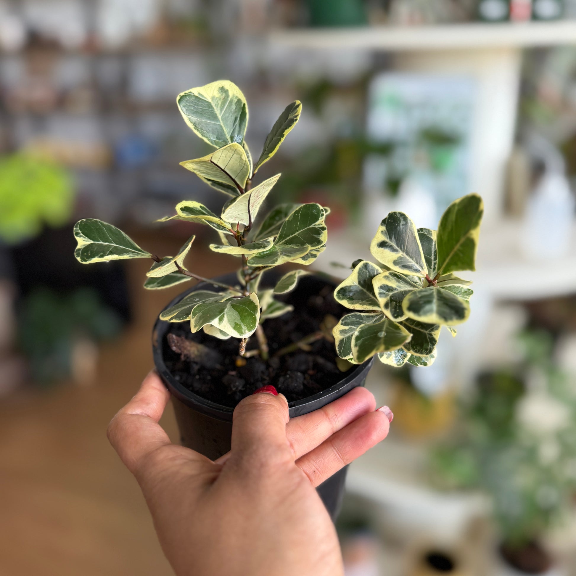 Ficus Triangularis (Sweetheart Fig) Variegated