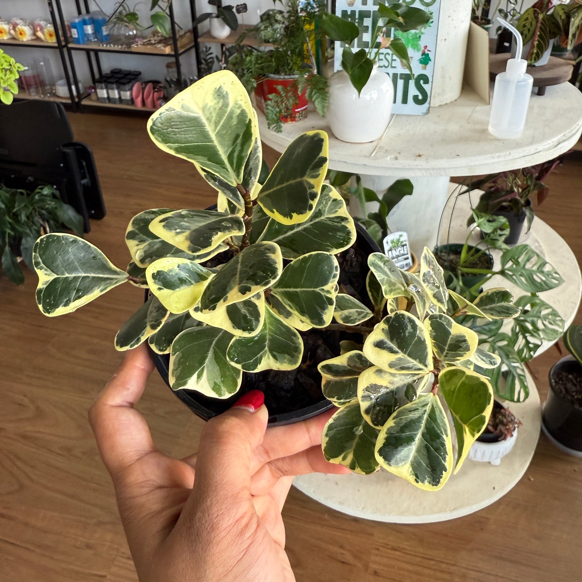 Ficus Triangularis (Sweetheart Fig) Variegated