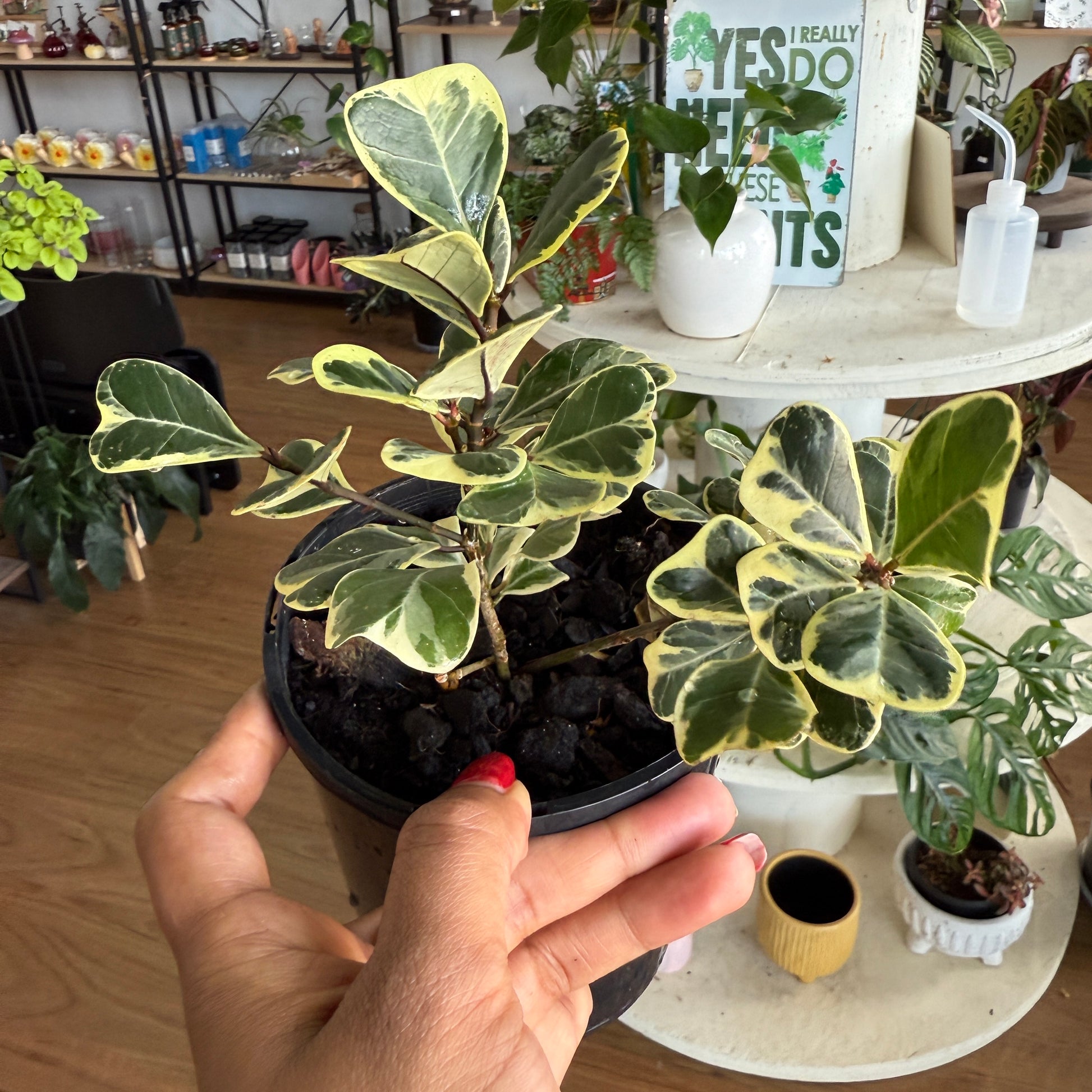 Ficus Triangularis (Sweetheart Fig) Variegated