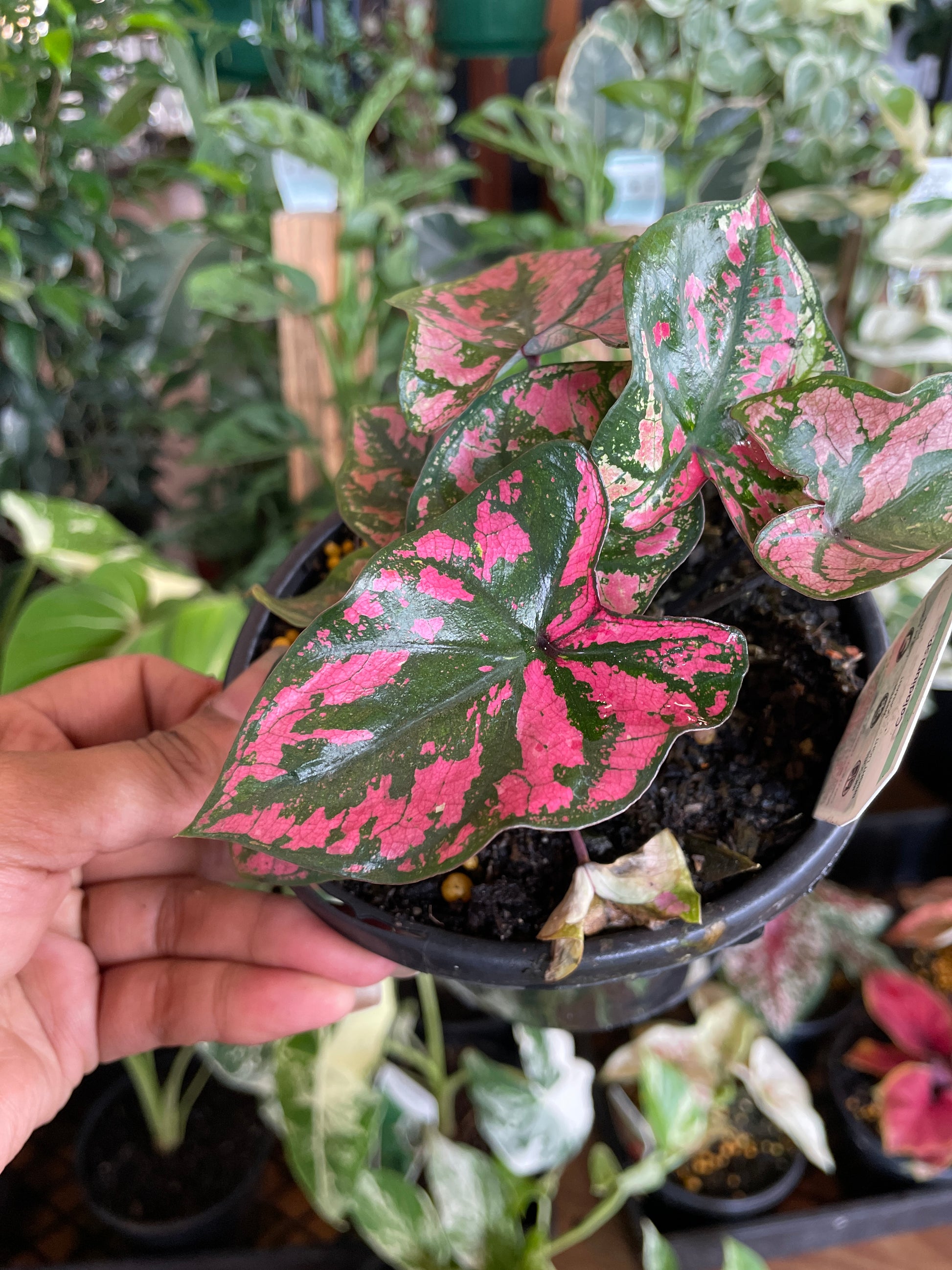 caladium-pink-camouflage