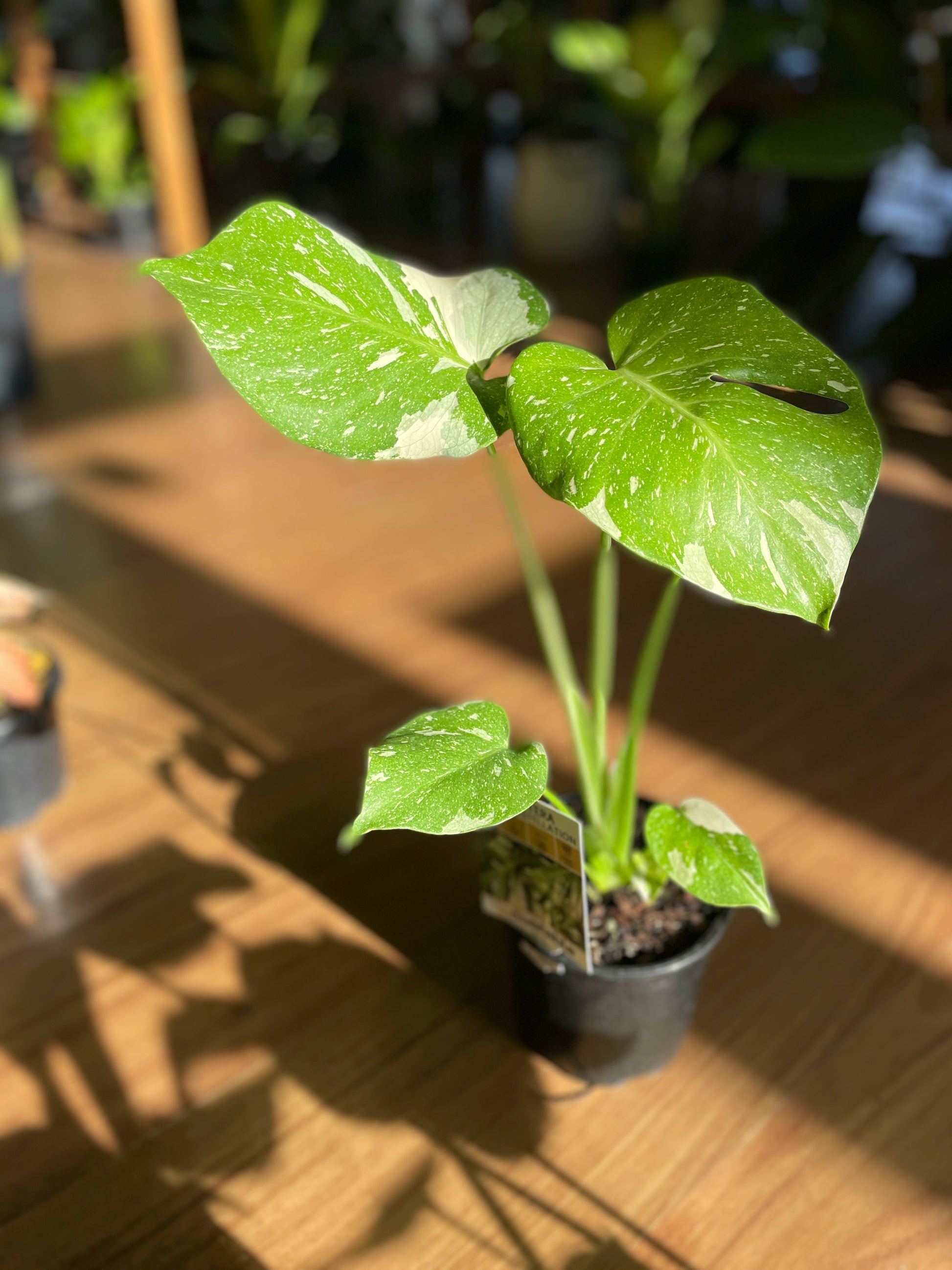 monstera-thai-constellation-2