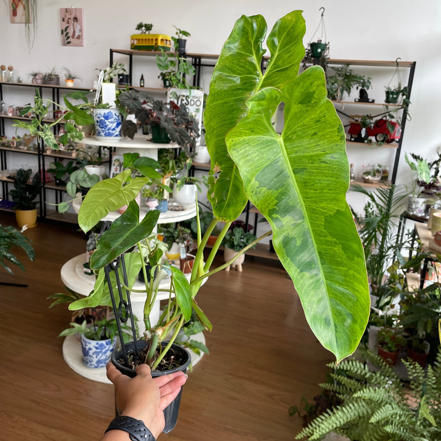 philodendron-paraiso-verde