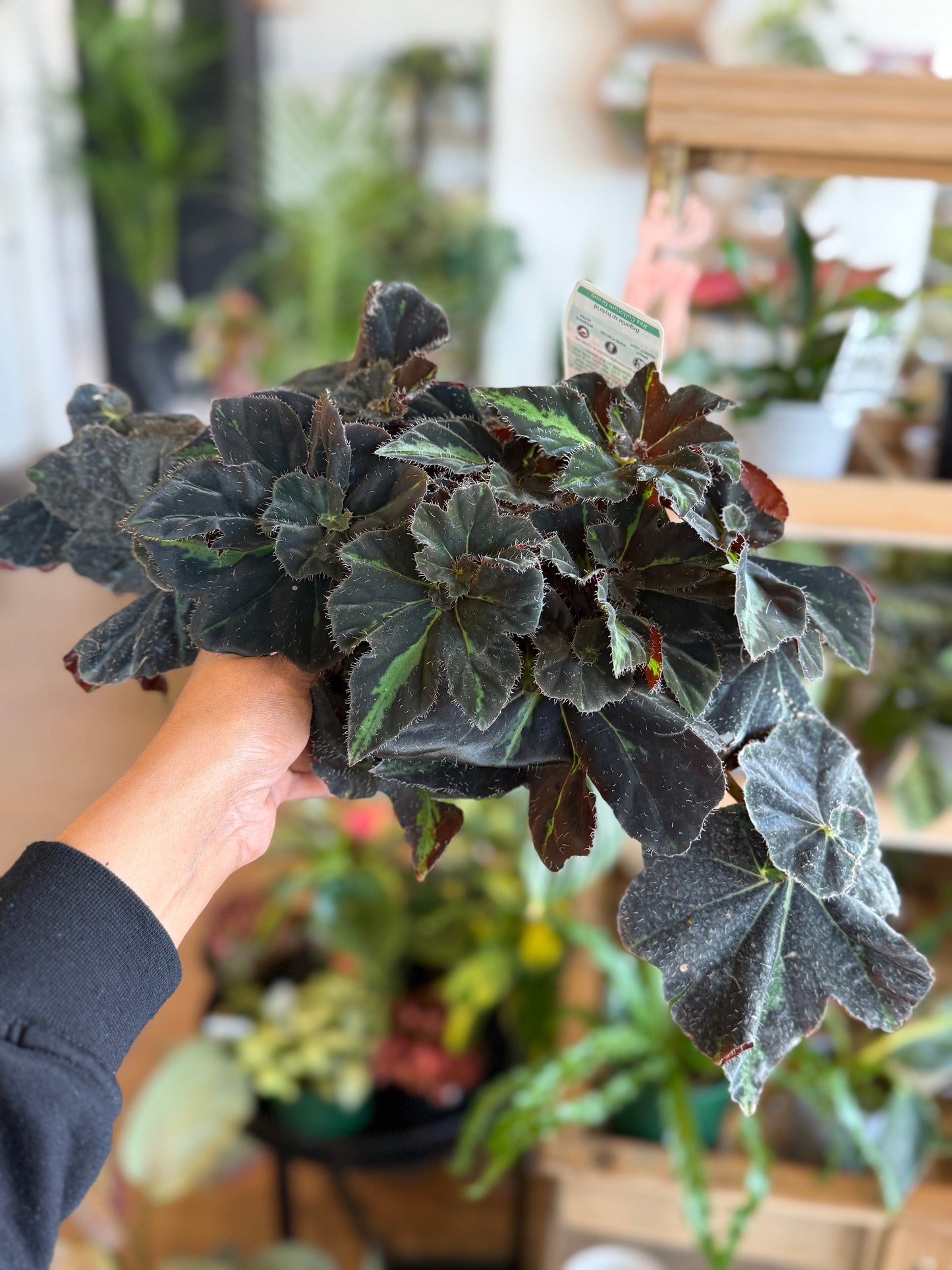Begonia ‘Lightning Strike’