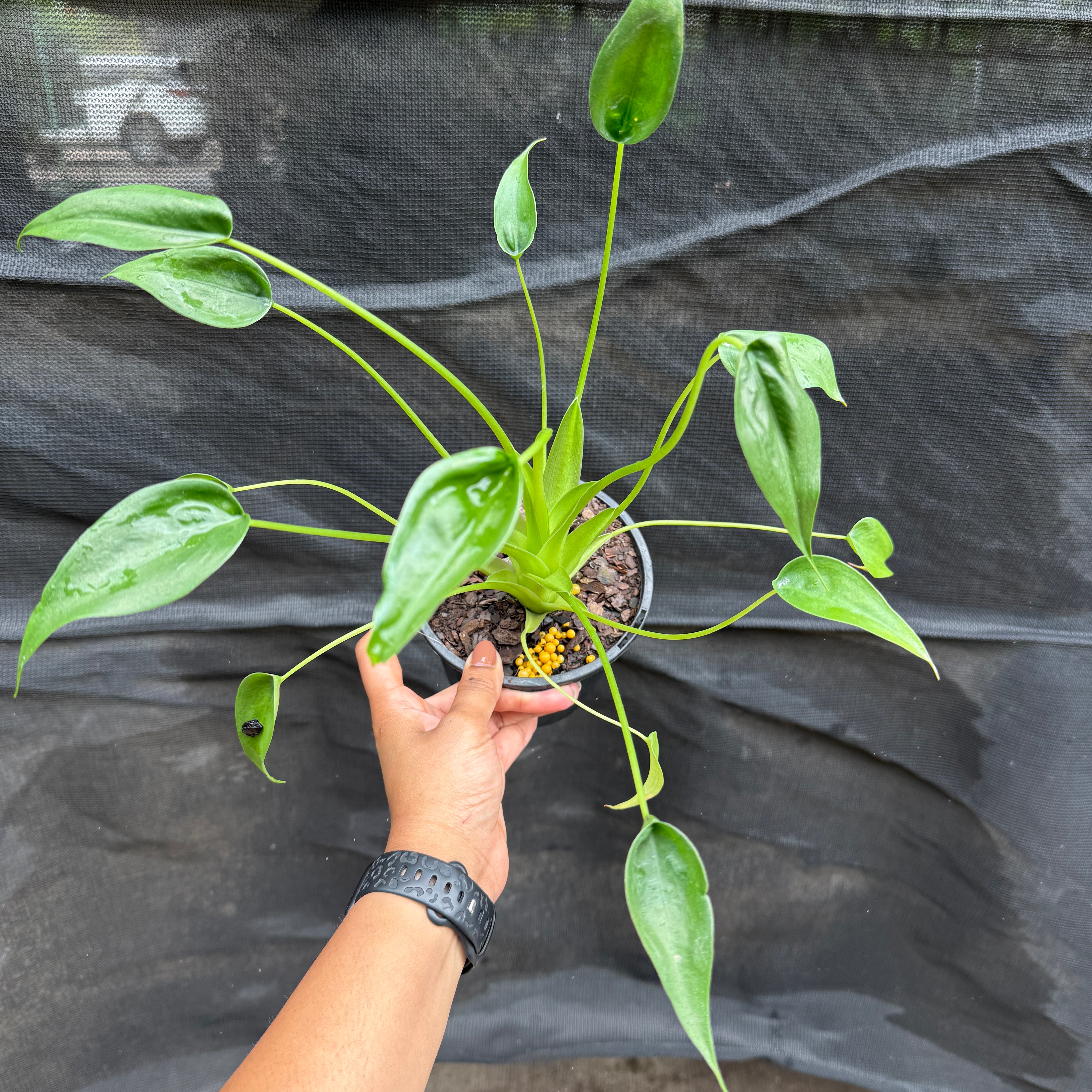 philodendron tiny dancer Alocasia Tiny Dancer Plant