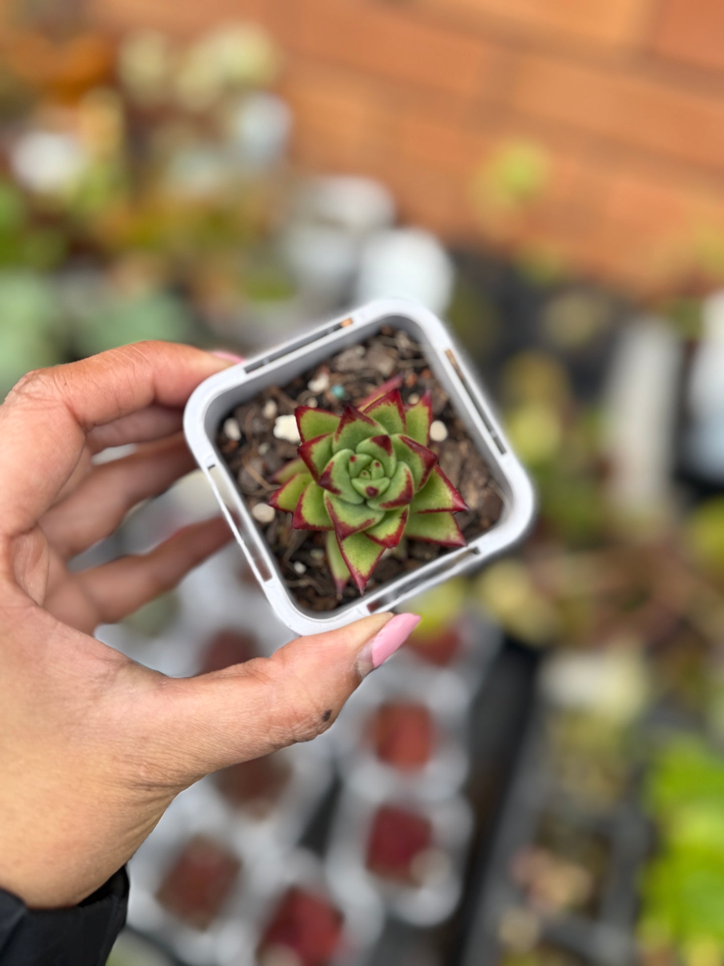 Echeveria agavoides 'Lipstick'