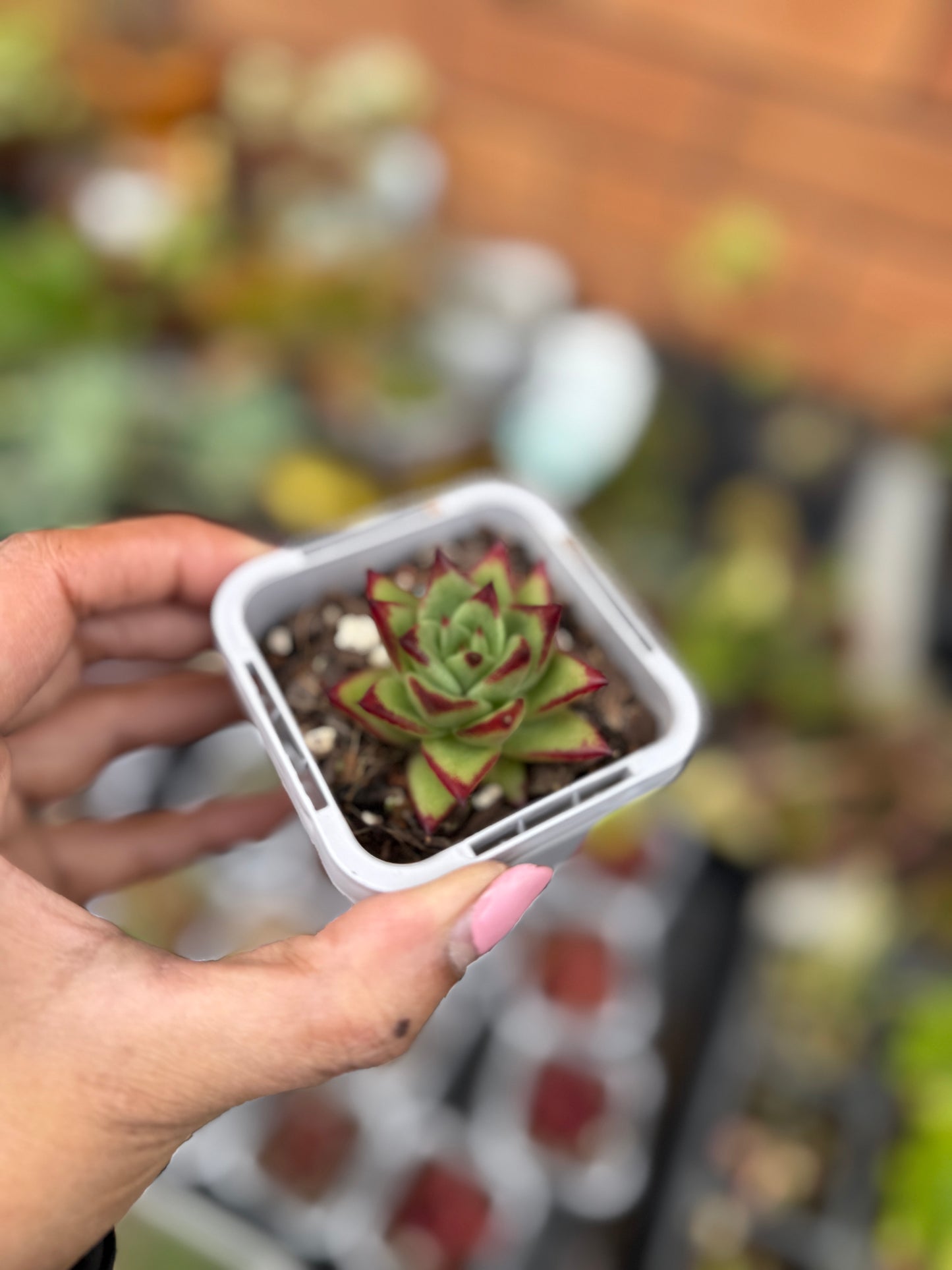 Echeveria agavoides 'Lipstick'
