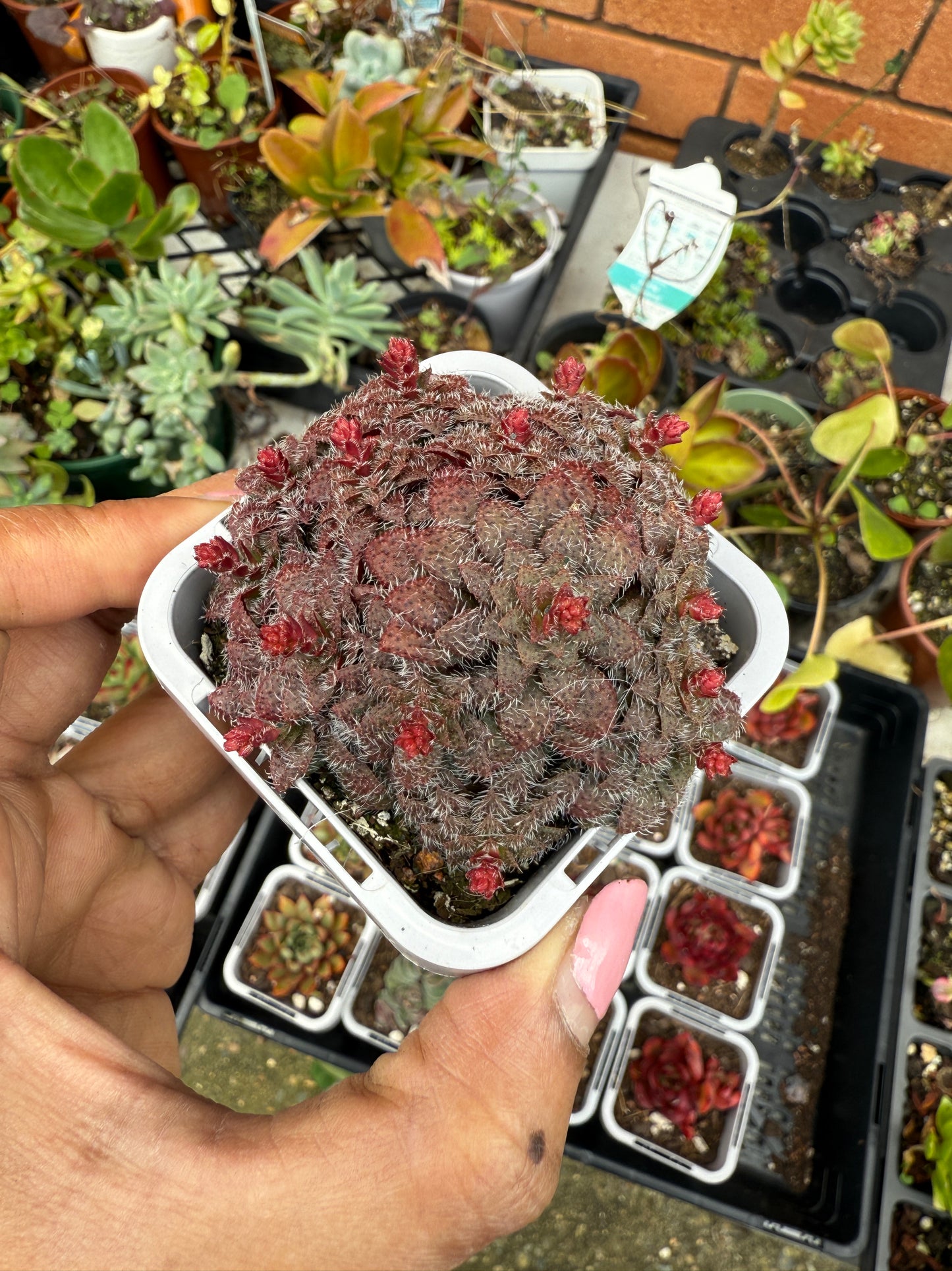 Crassula 'Setulosa'