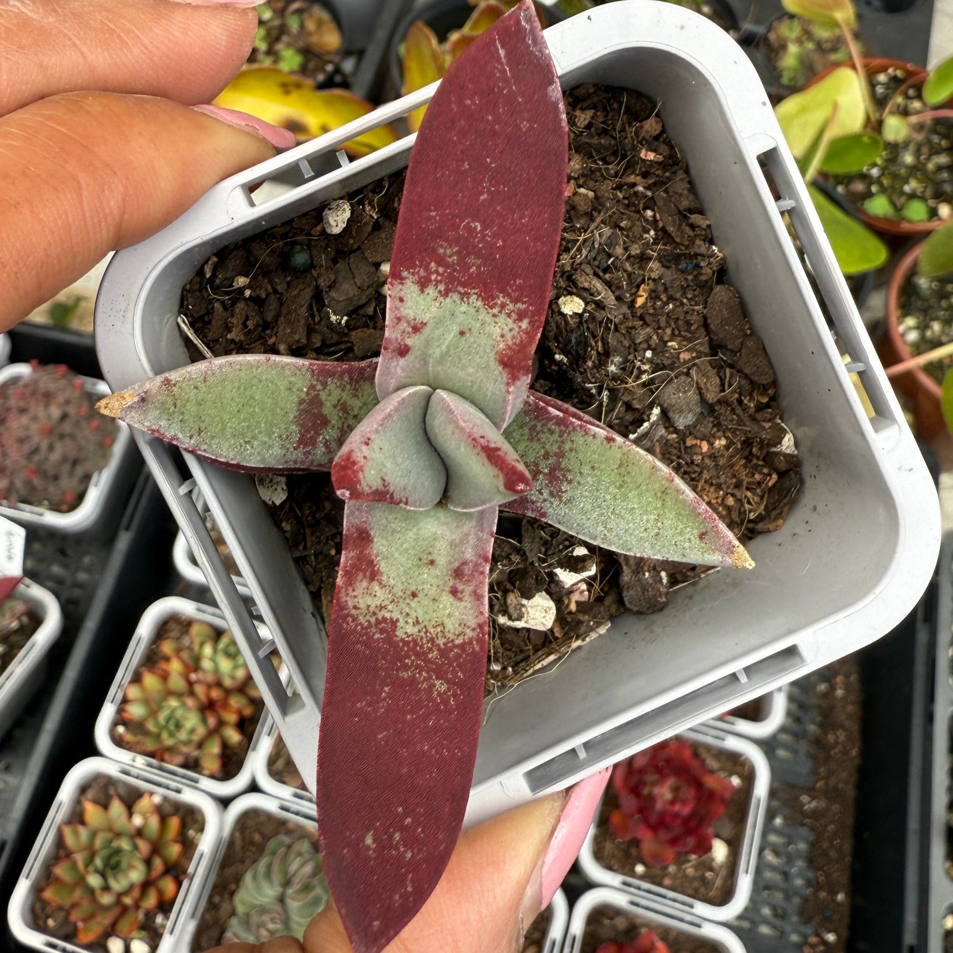 Crassula falcata 'Chloe'