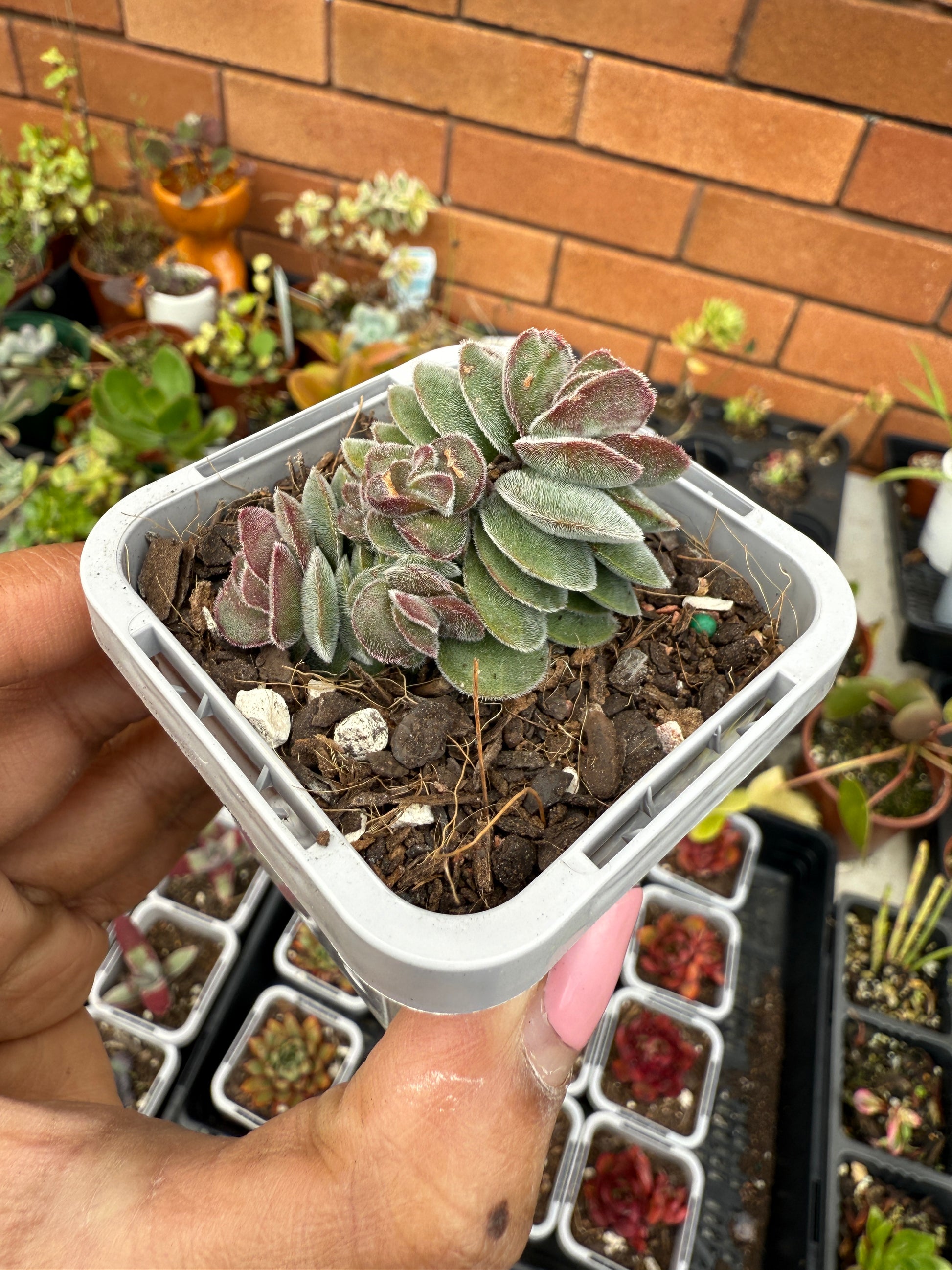 Crassula ‘Kim’s Surprise’