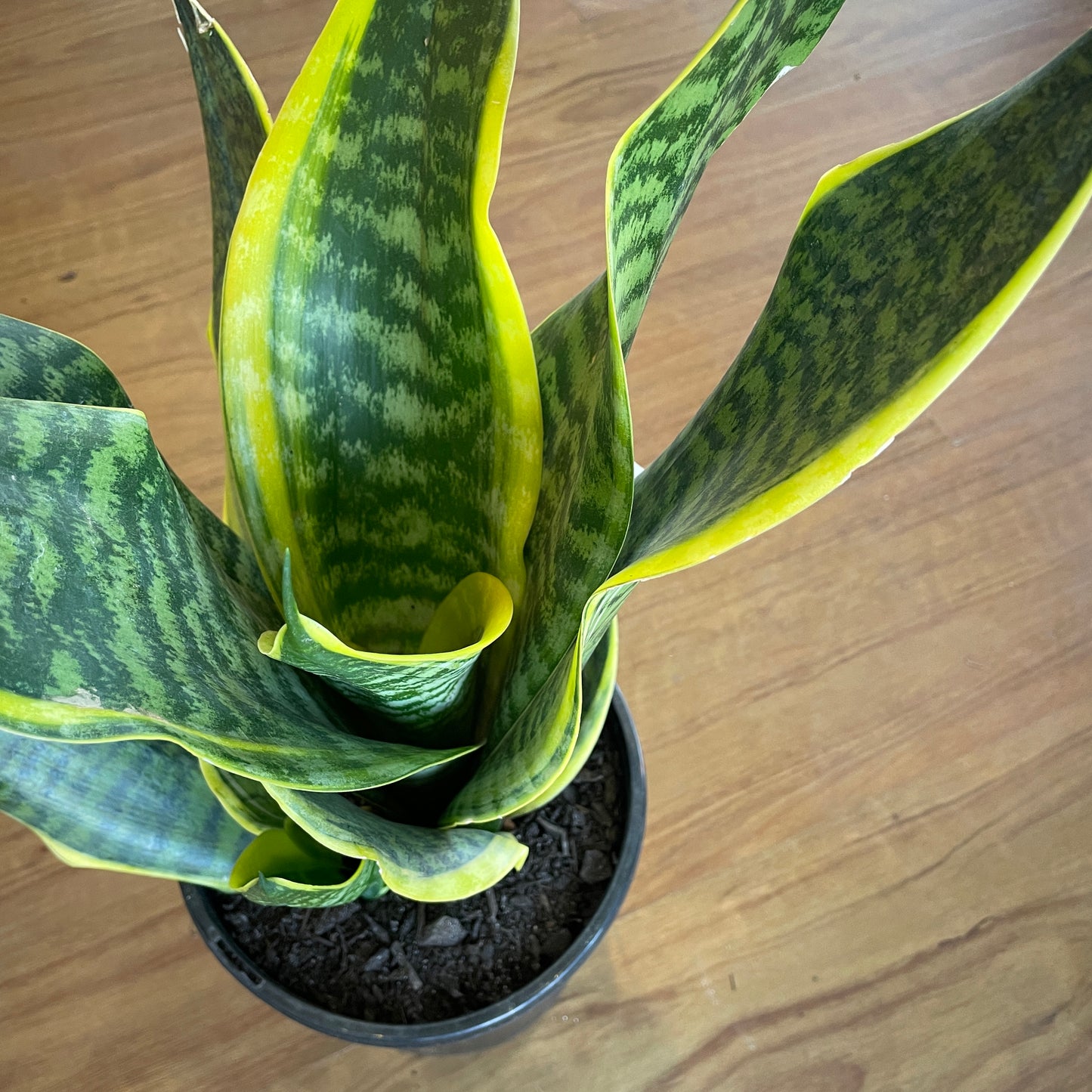 sanseveria-snake-plant-2