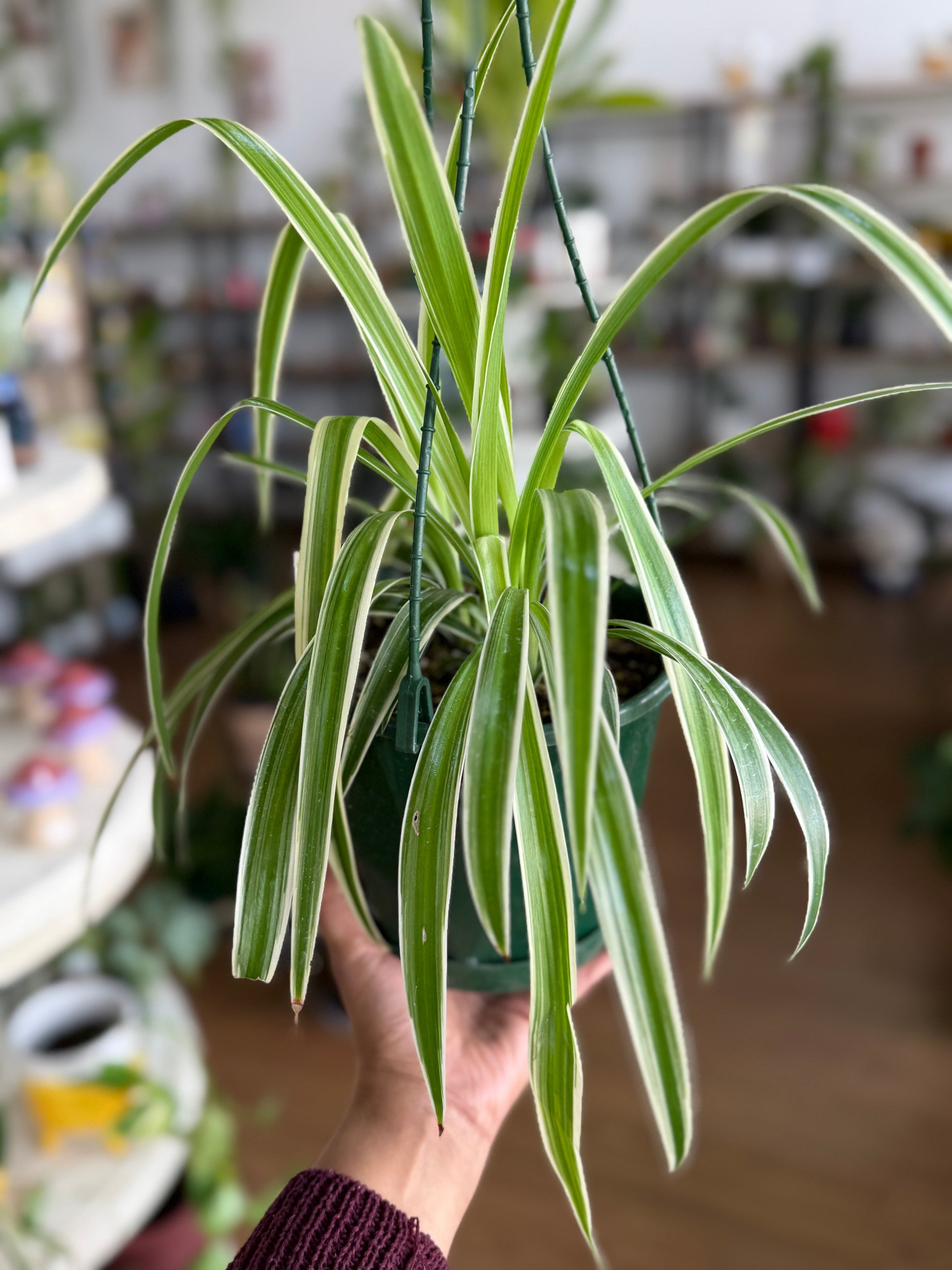 Spider Plant (Chlorophytum comosum)