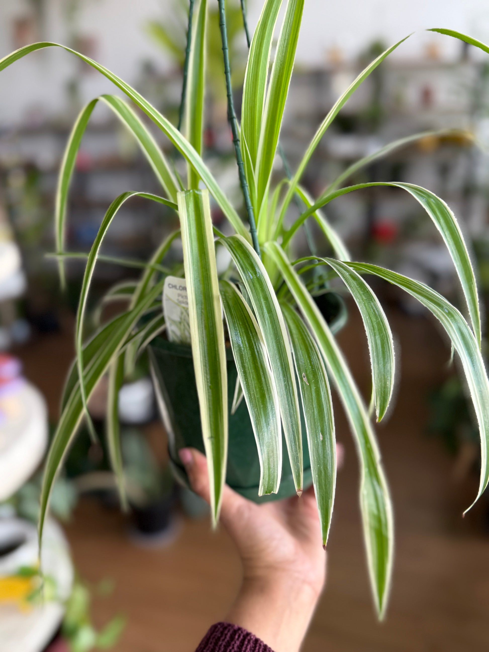 Spider Plant (Chlorophytum comosum)