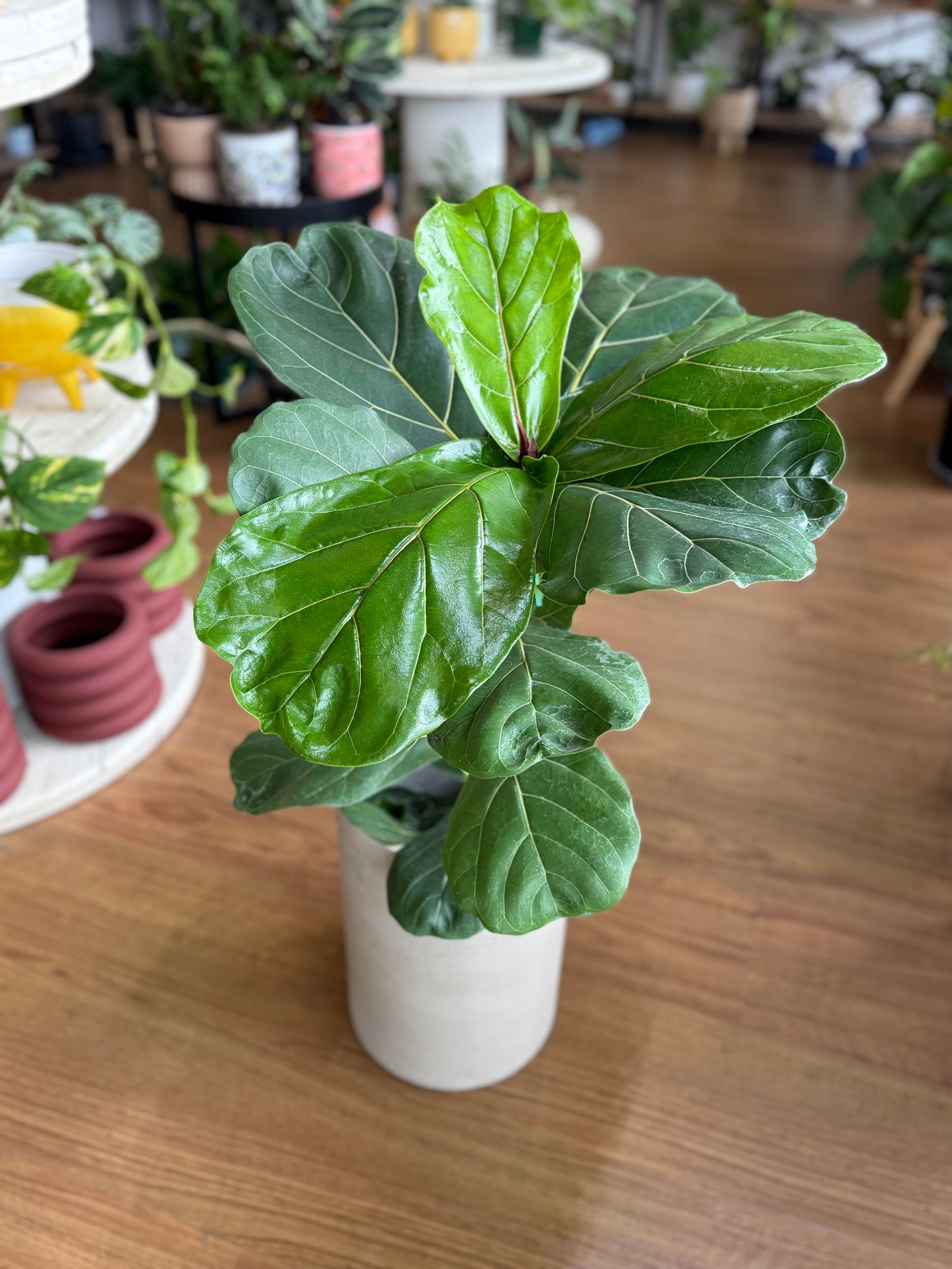 Ficus lyrata (Fiddle Leaf Fig)