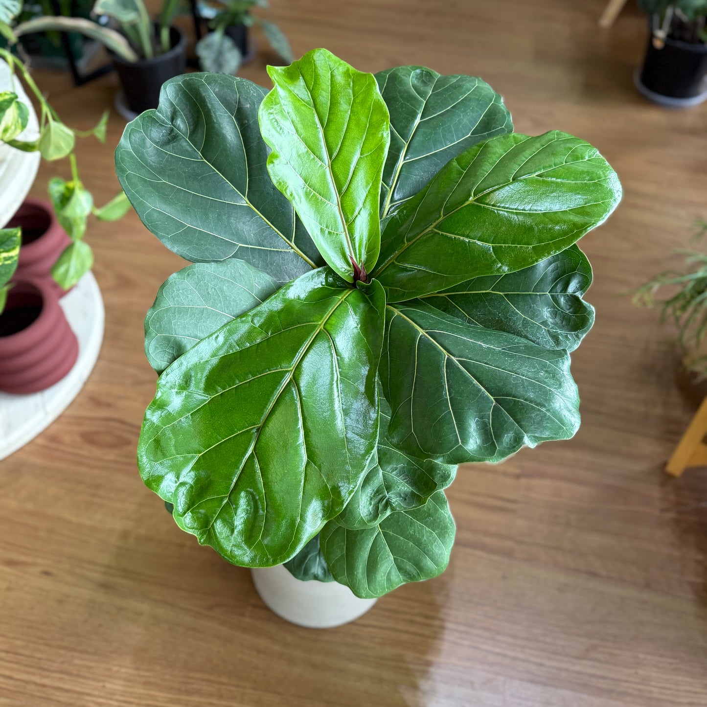 Ficus lyrata (Fiddle Leaf Fig)