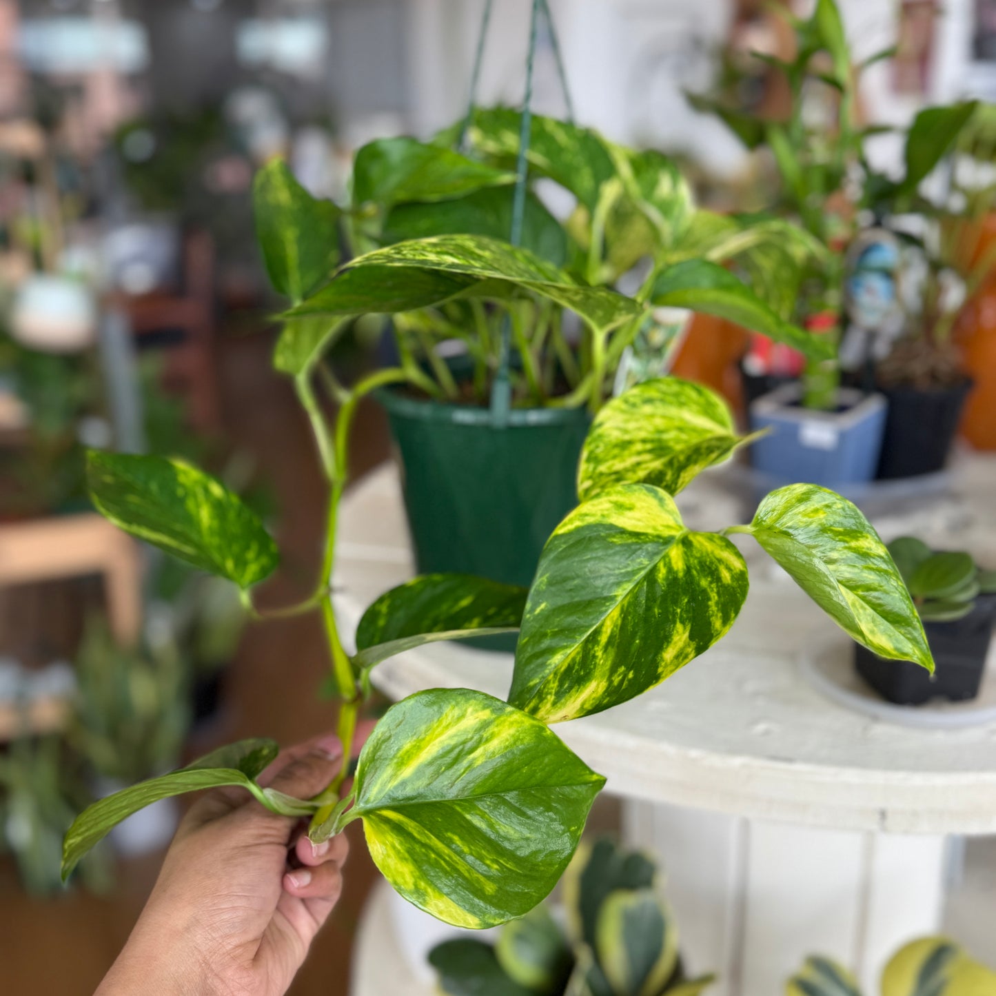 Epipremnum Aureum- Devil’s Ivy Pothos