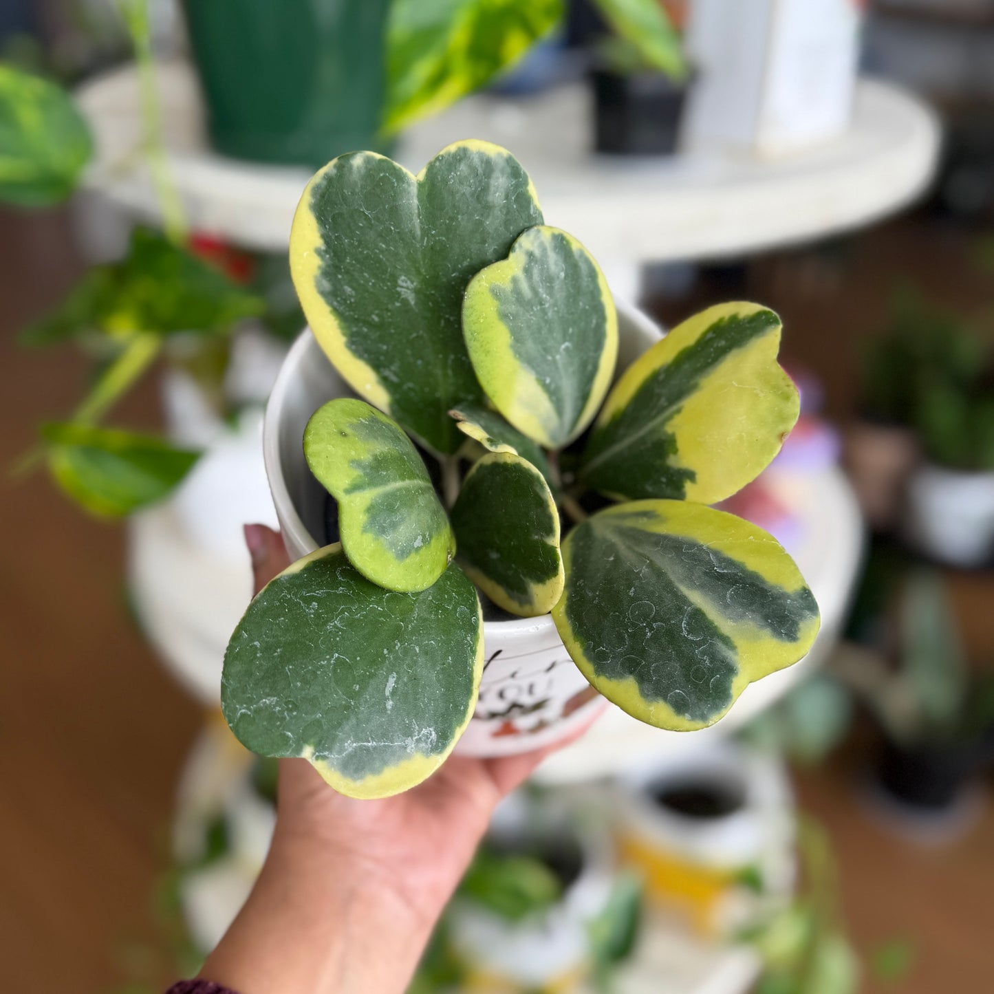 Hoya kerrii Variegata