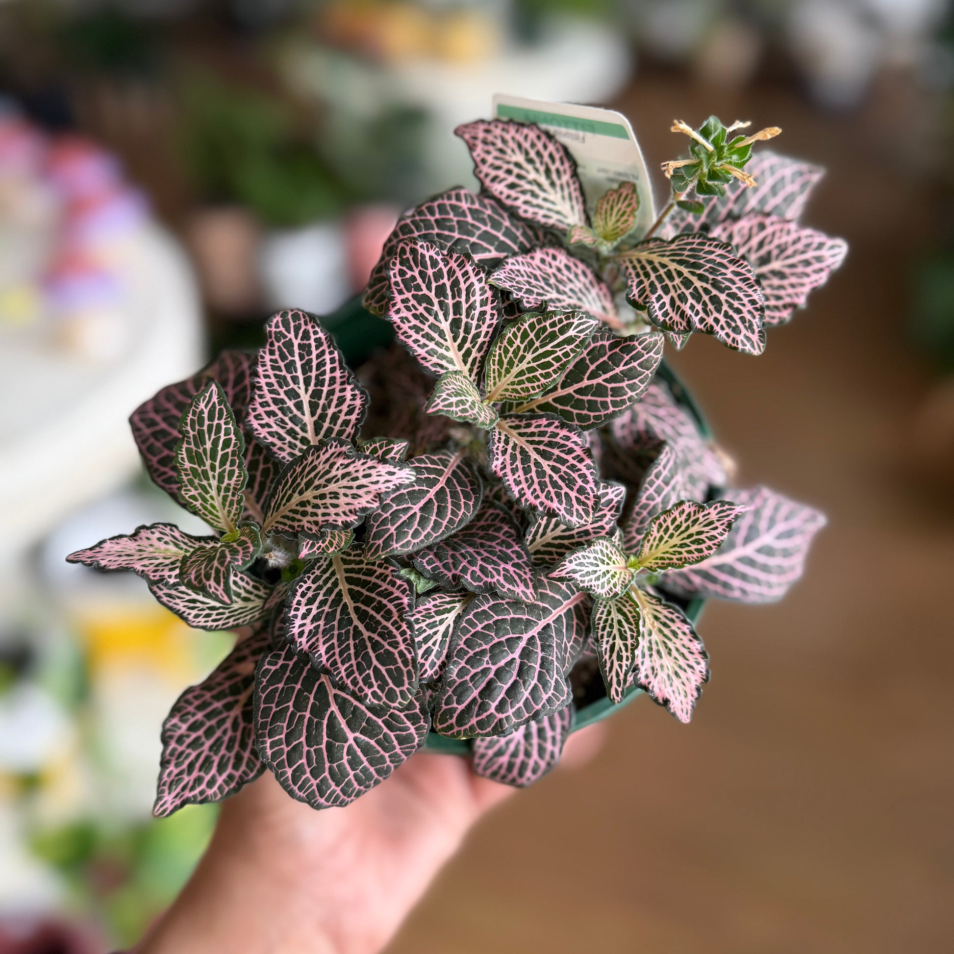 Fittonia ‘Pink’ (Nerve Plant)