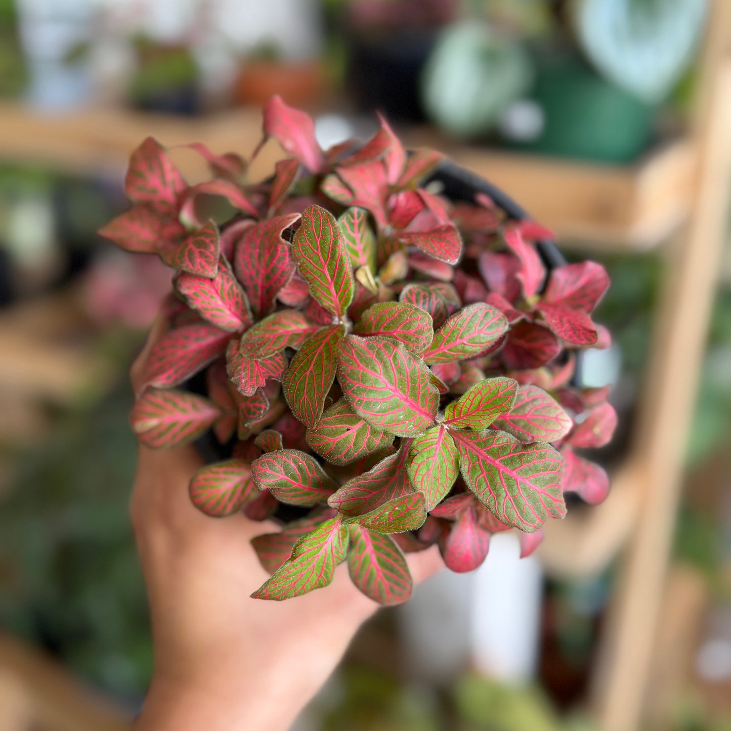 Fittonia ‘Red’ Nerve Plant
