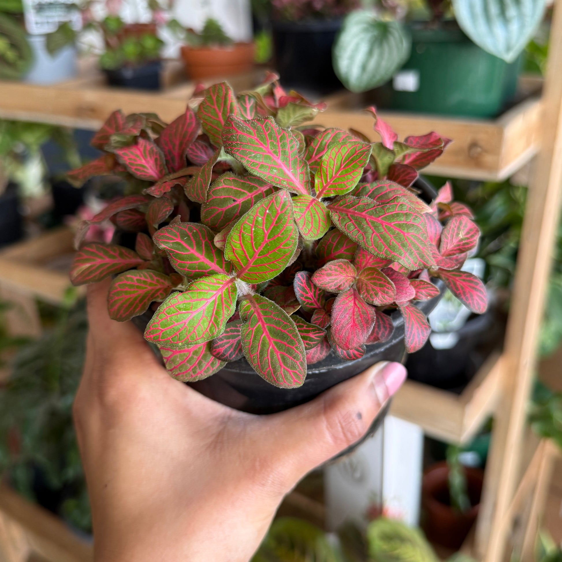 Fittonia ‘Red’ Nerve Plant