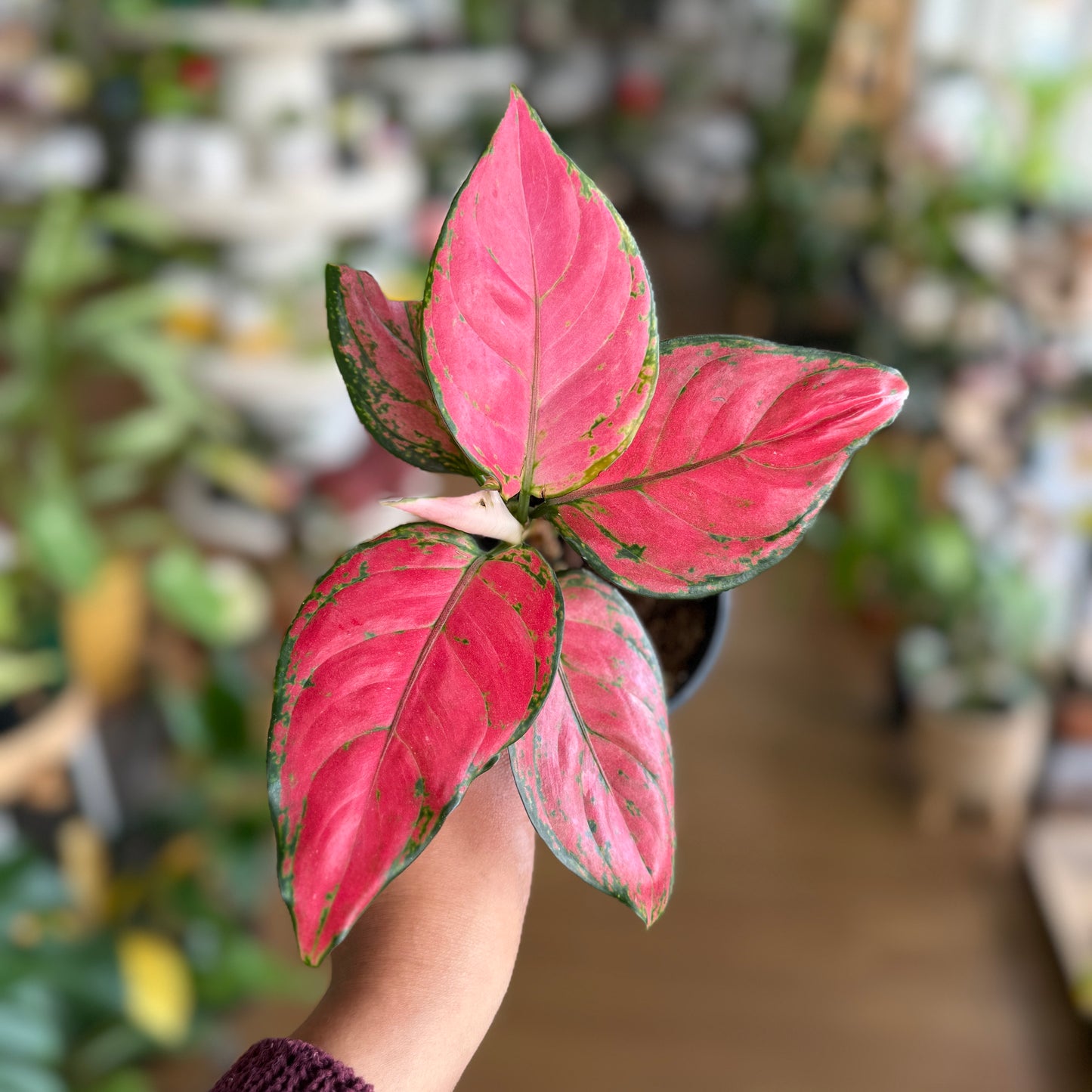 Aglaonema ‘Pink Dark’